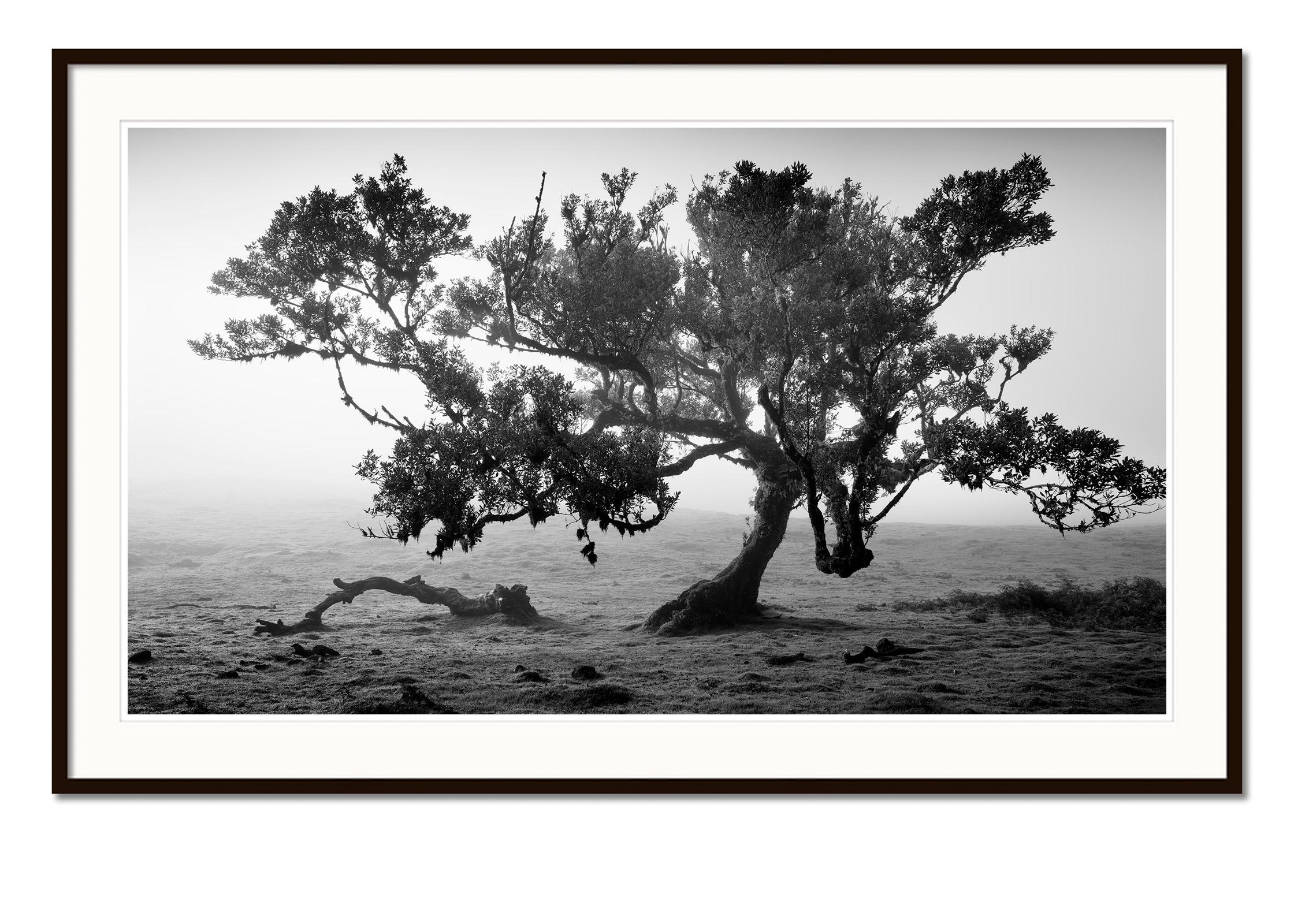 Ancienne forêt de Laurisilva, arbre ancien, Portugal, photographies de paysages d'art - Noir Landscape Photograph par Gerald Berghammer