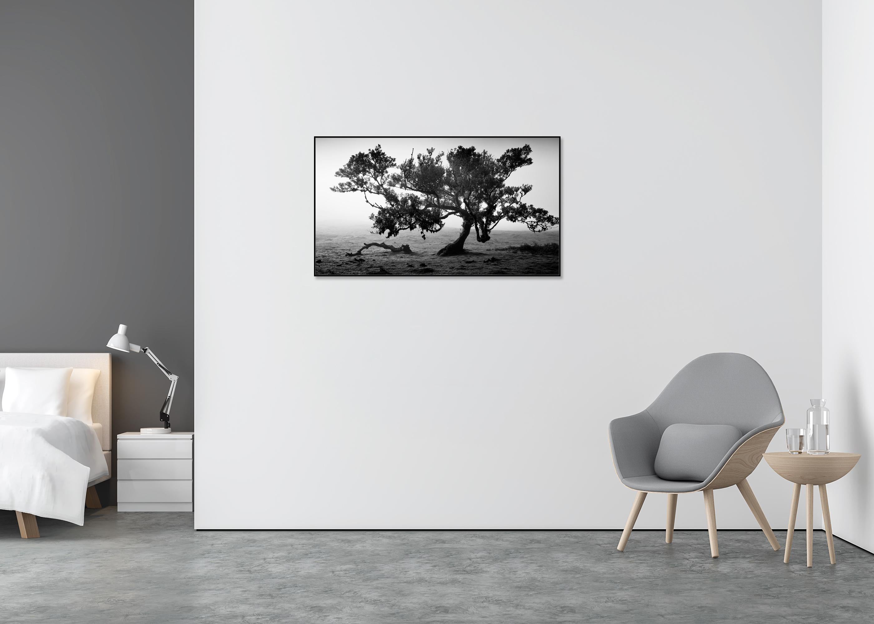 Antike Laurisilva-Wälder, alter Baum, Portugal, Landschaftsfotografie der bildenden Kunst (Schwarz), Landscape Photograph, von Gerald Berghammer