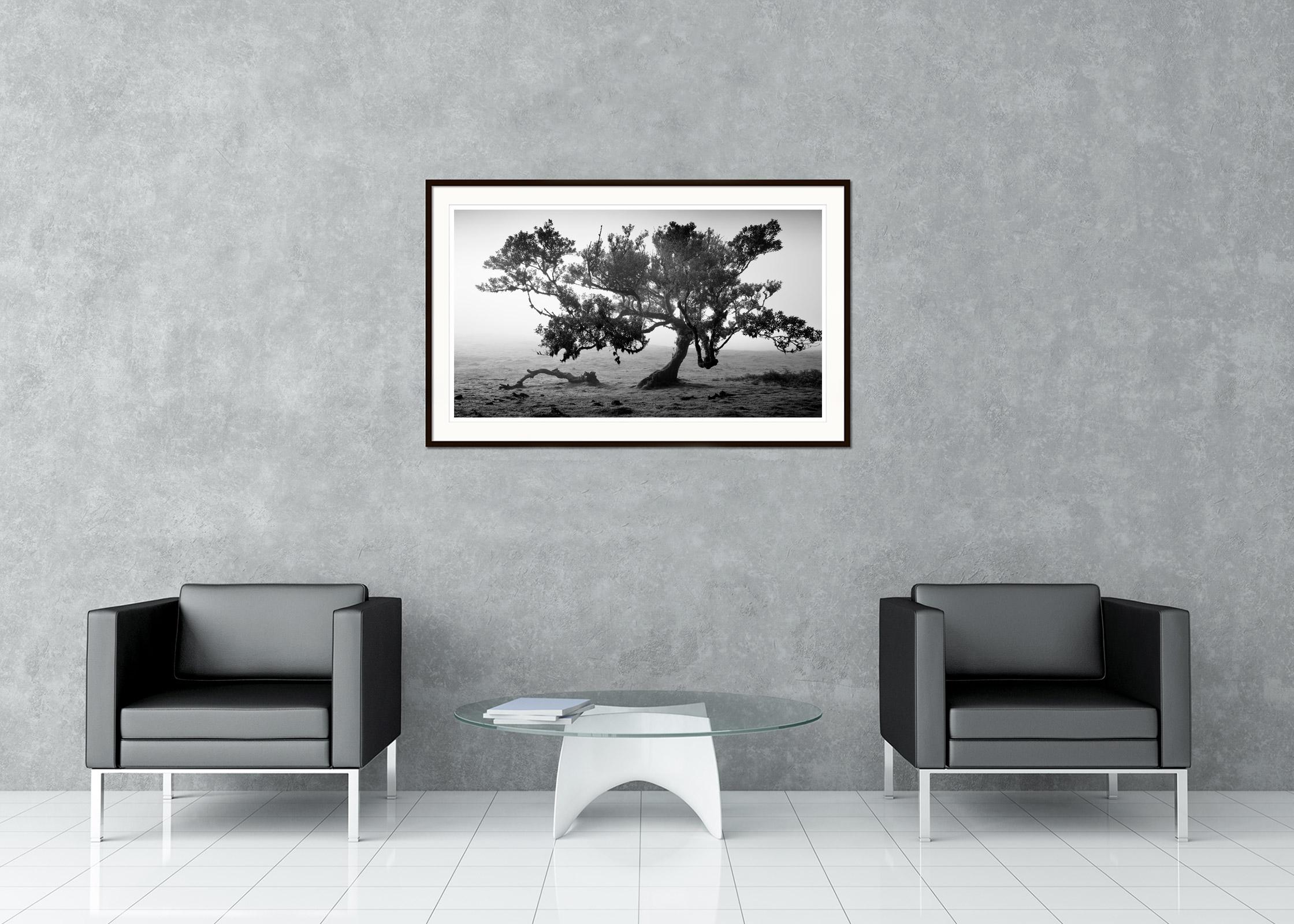 Ancient Laurisilva Forest, old tree, Portugal, fine art landscape photography - Black Landscape Photograph by Gerald Berghammer