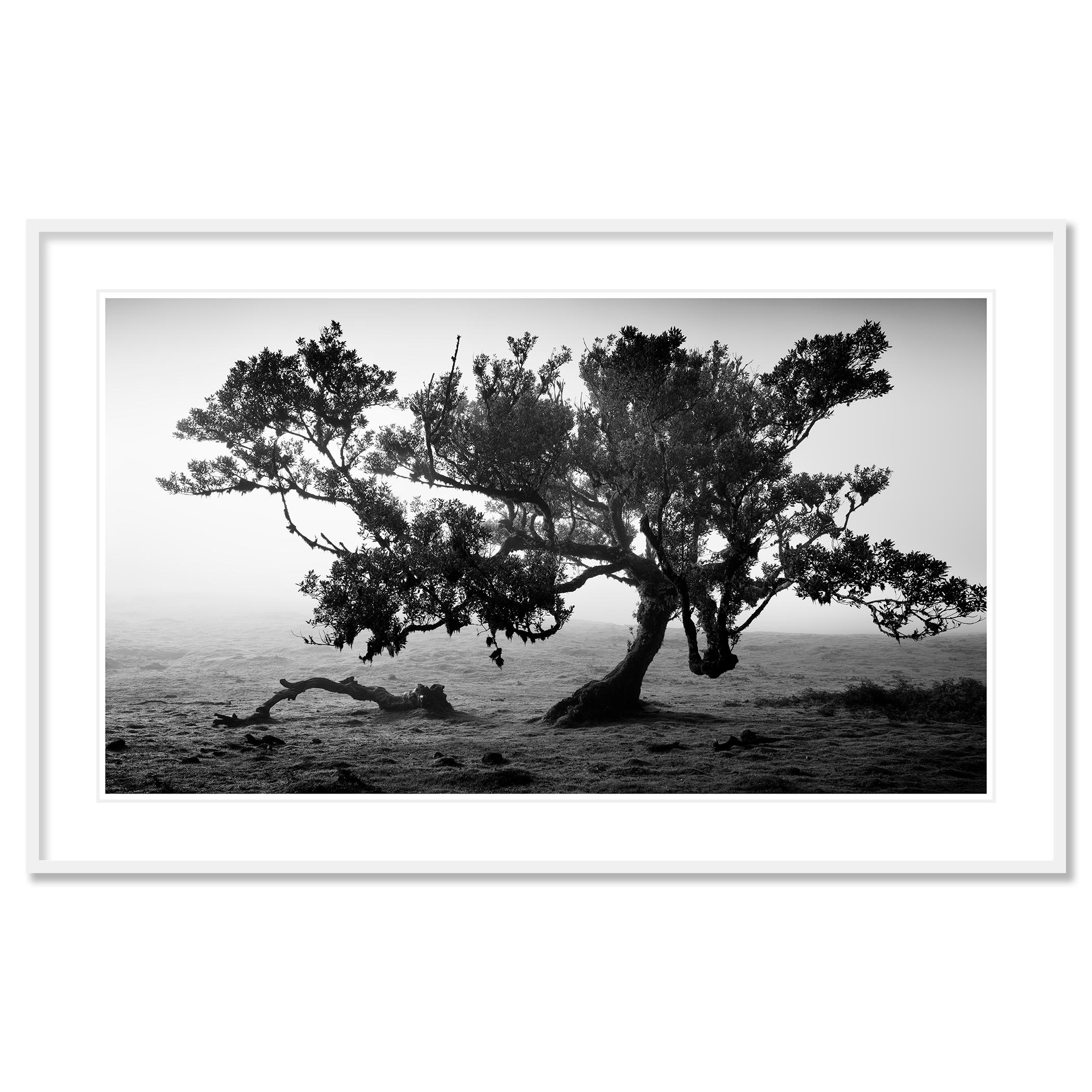 Antike Laurisilva-Wälder, alter Baum, Portugal, Landschaftsfotografie der bildenden Kunst im Angebot 1