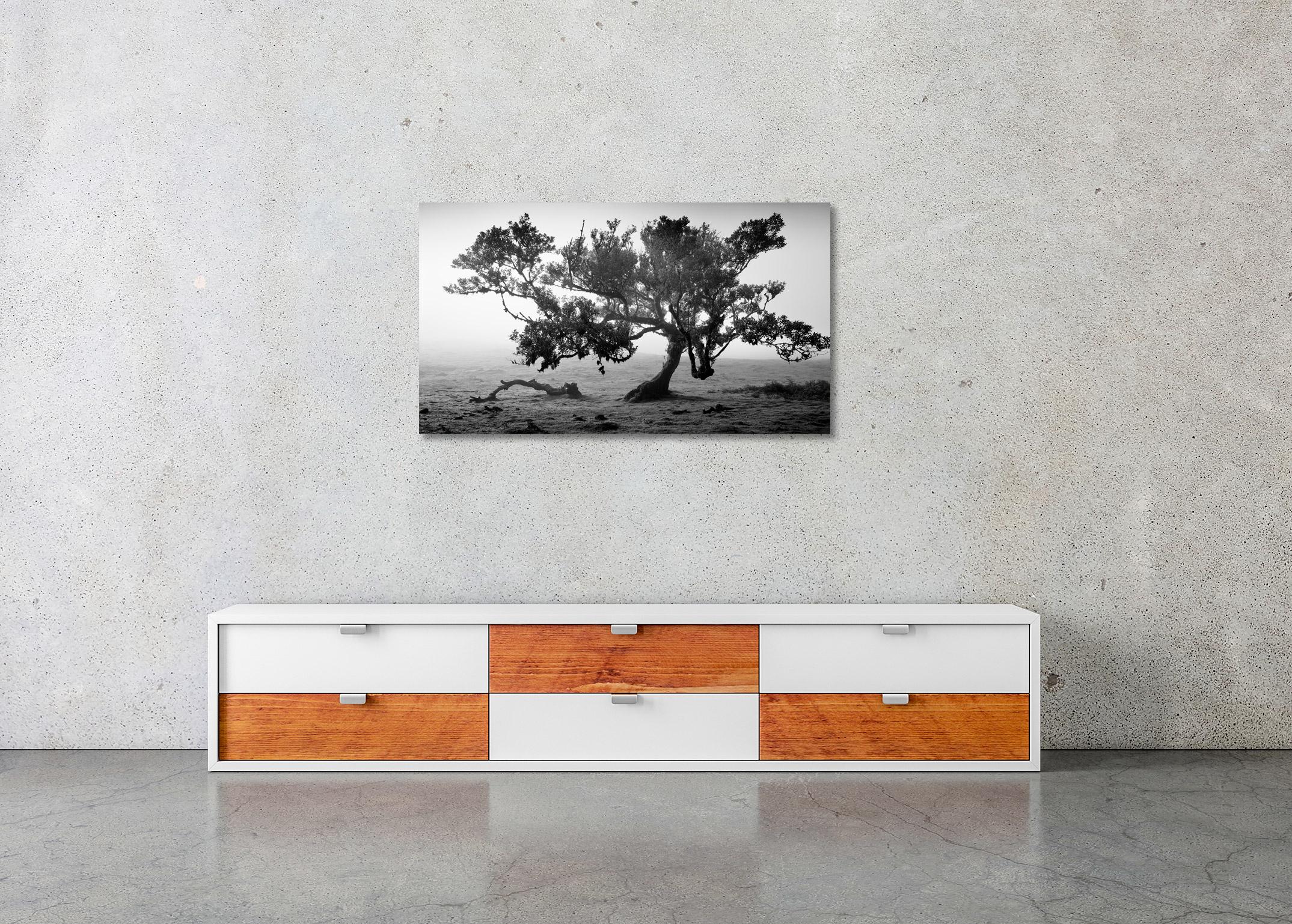 Ancient Laurisilva Forest, old tree, Portugal, fine art landscape photography For Sale 1