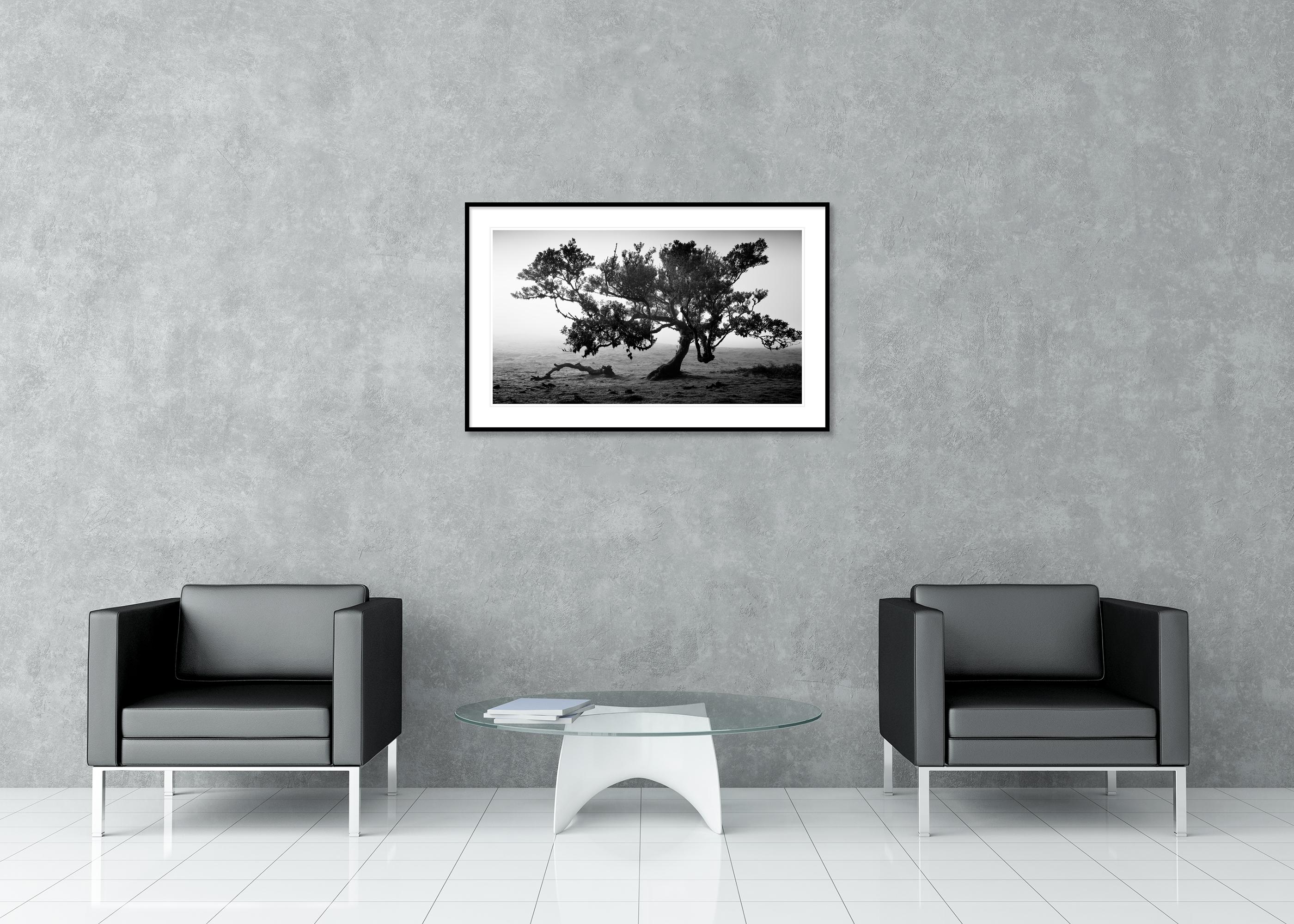 Antike Laurisilva-Wälder, alter Baum, Portugal, Landschaftsfotografie der bildenden Kunst im Angebot 2
