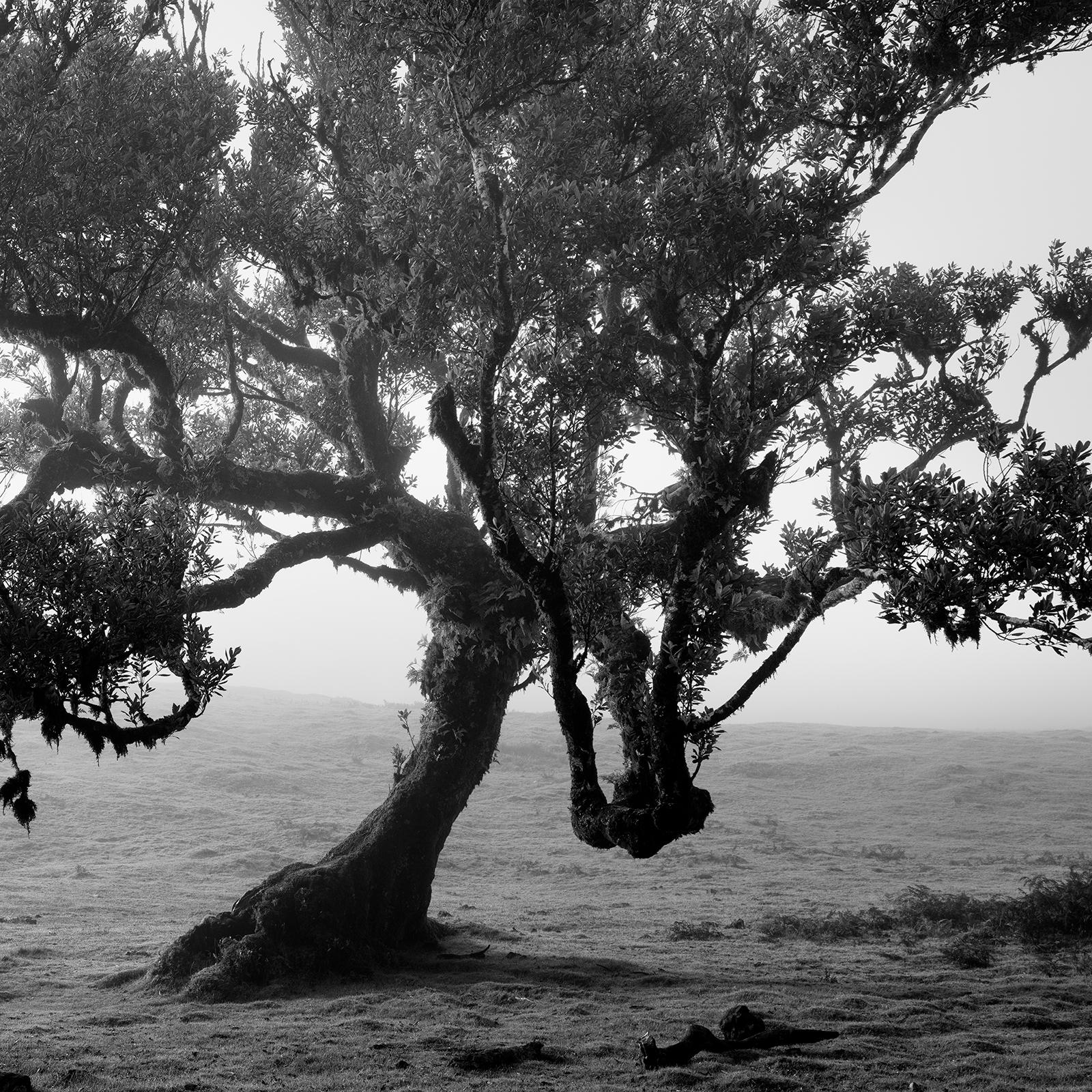 Ancient Laurisilva Forest, old tree, Portugal, fine art landscape photography For Sale 2