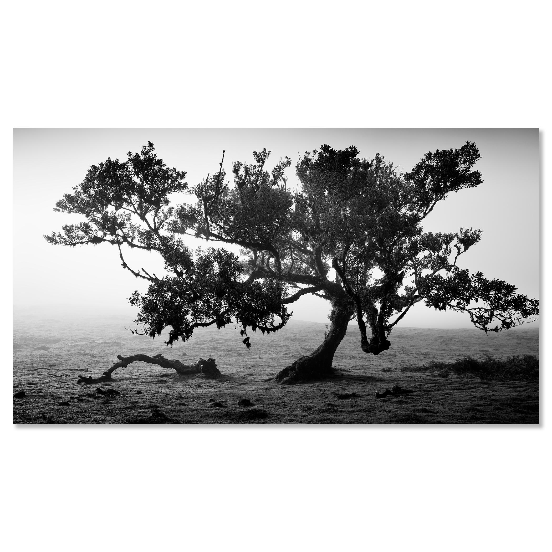 Antike Laurisilva-Wälder, alter Baum, Portugal, Landschaftsfotografie der bildenden Kunst im Angebot 3
