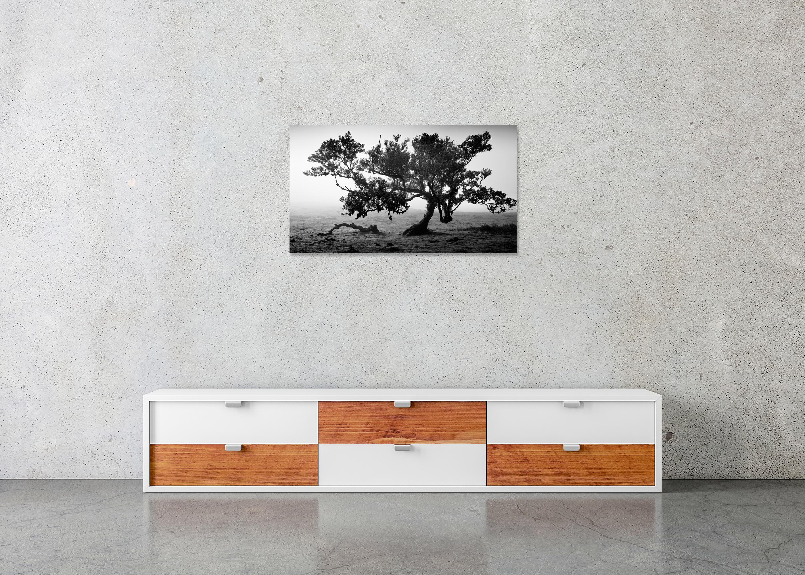 Antike Laurisilva-Wälder, alter Baum, Portugal, Landschaftsfotografie der bildenden Kunst im Angebot 4
