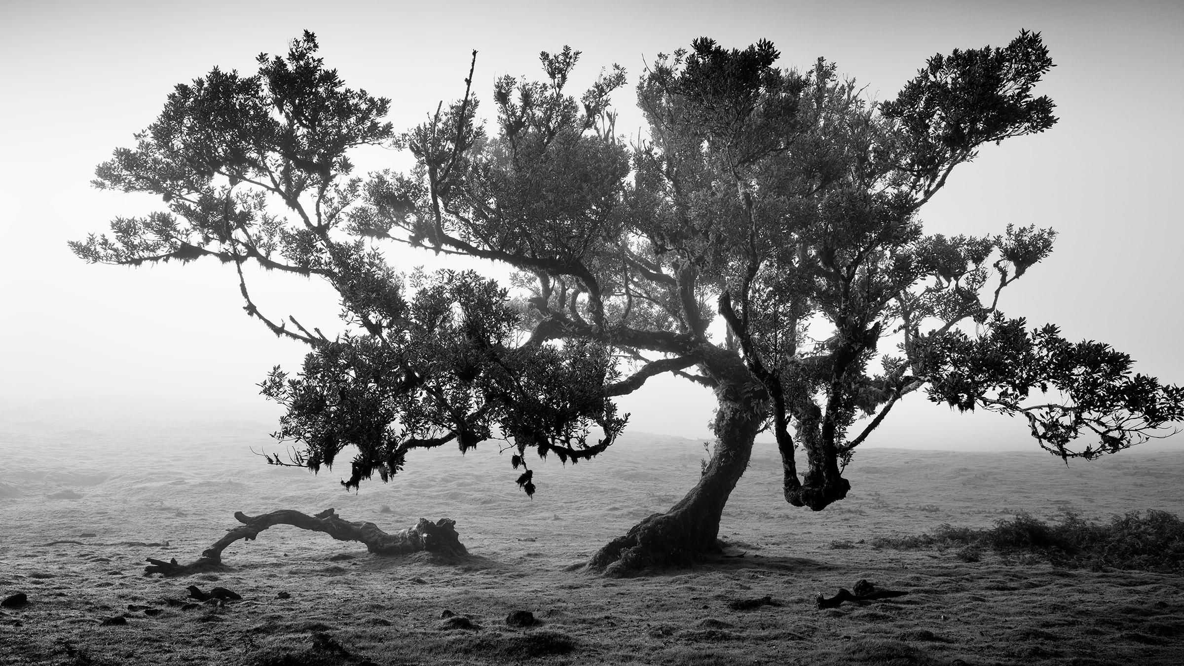 Landscape Photograph Gerald Berghammer - Ancienne forêt de Laurisilva, arbre ancien, Portugal, photographies de paysages d'art