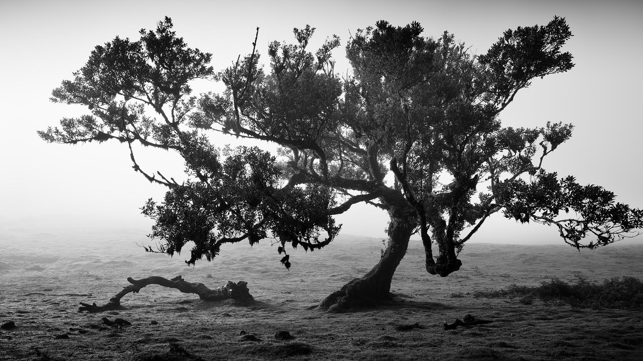 Gerald Berghammer Landscape Photograph – Antike Laurisilva-Wälder, alter Baum, Portugal, Landschaftsfotografie der bildenden Kunst