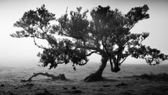 Ancient Laurisilva Forest, old tree, Portugal, fine art landscape photography