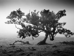 Ancient Laurisilva Forest, old tree, Portugal, Fine art photography, landscape