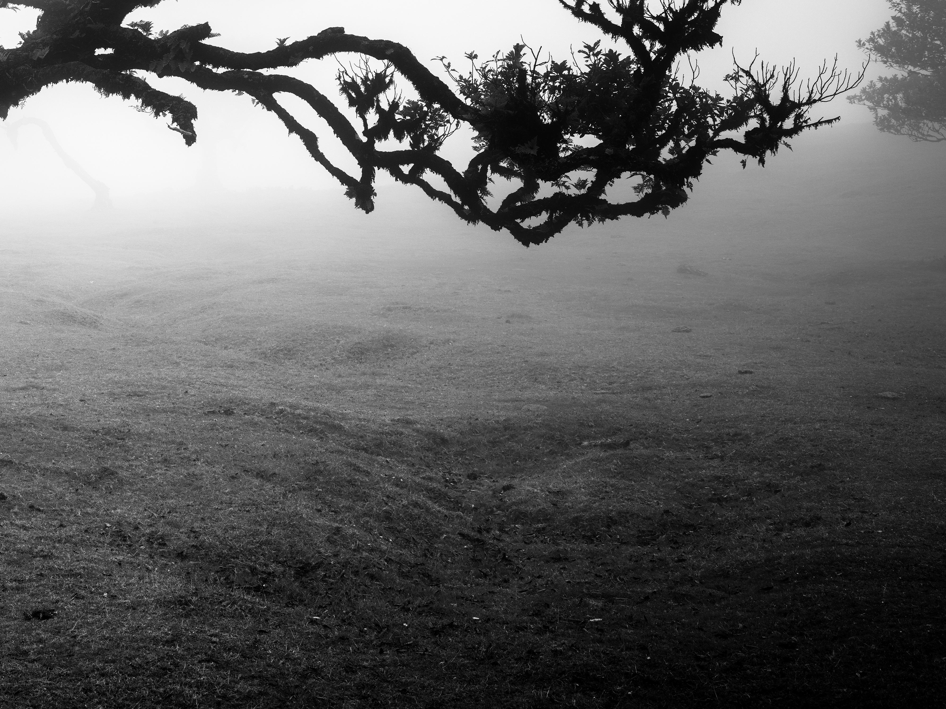 Antiker Laurisilva-Wälder, gebogener Baum, Schwarz-Weiß-Fotografie, Landschaft im Angebot 6