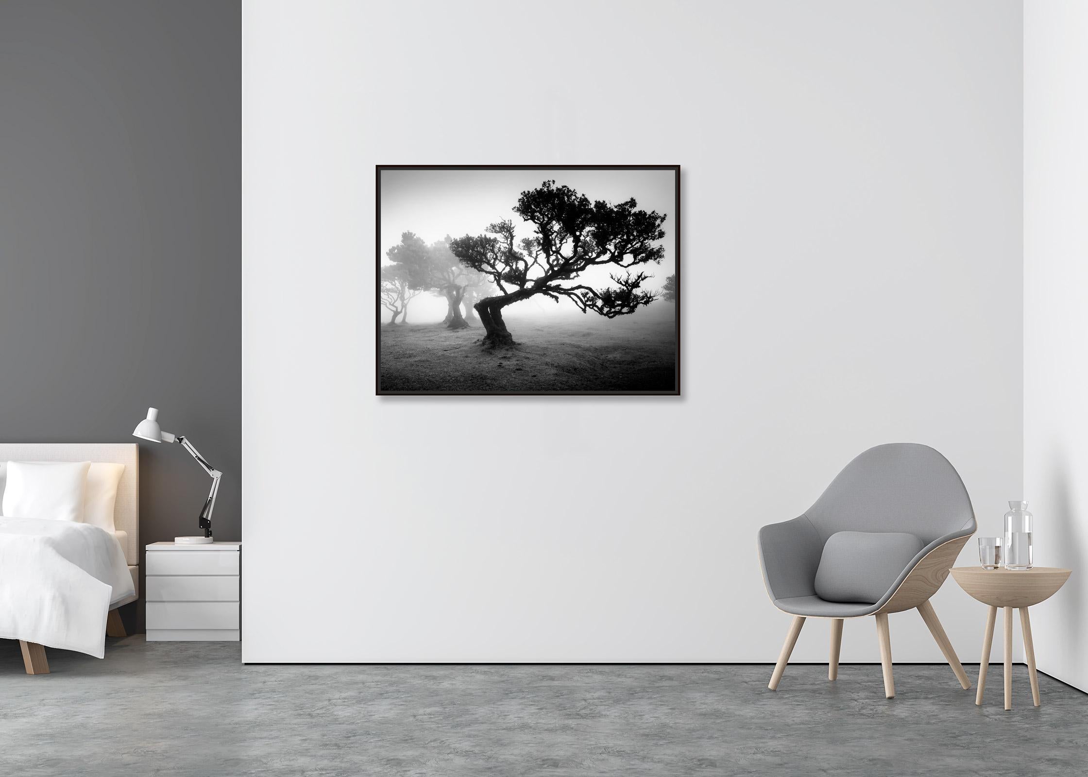 Antiker Laurisilva-Wälder, gebogener Baum, Schwarz-Weiß-Fotografie, Landschaft (Zeitgenössisch), Photograph, von Gerald Berghammer