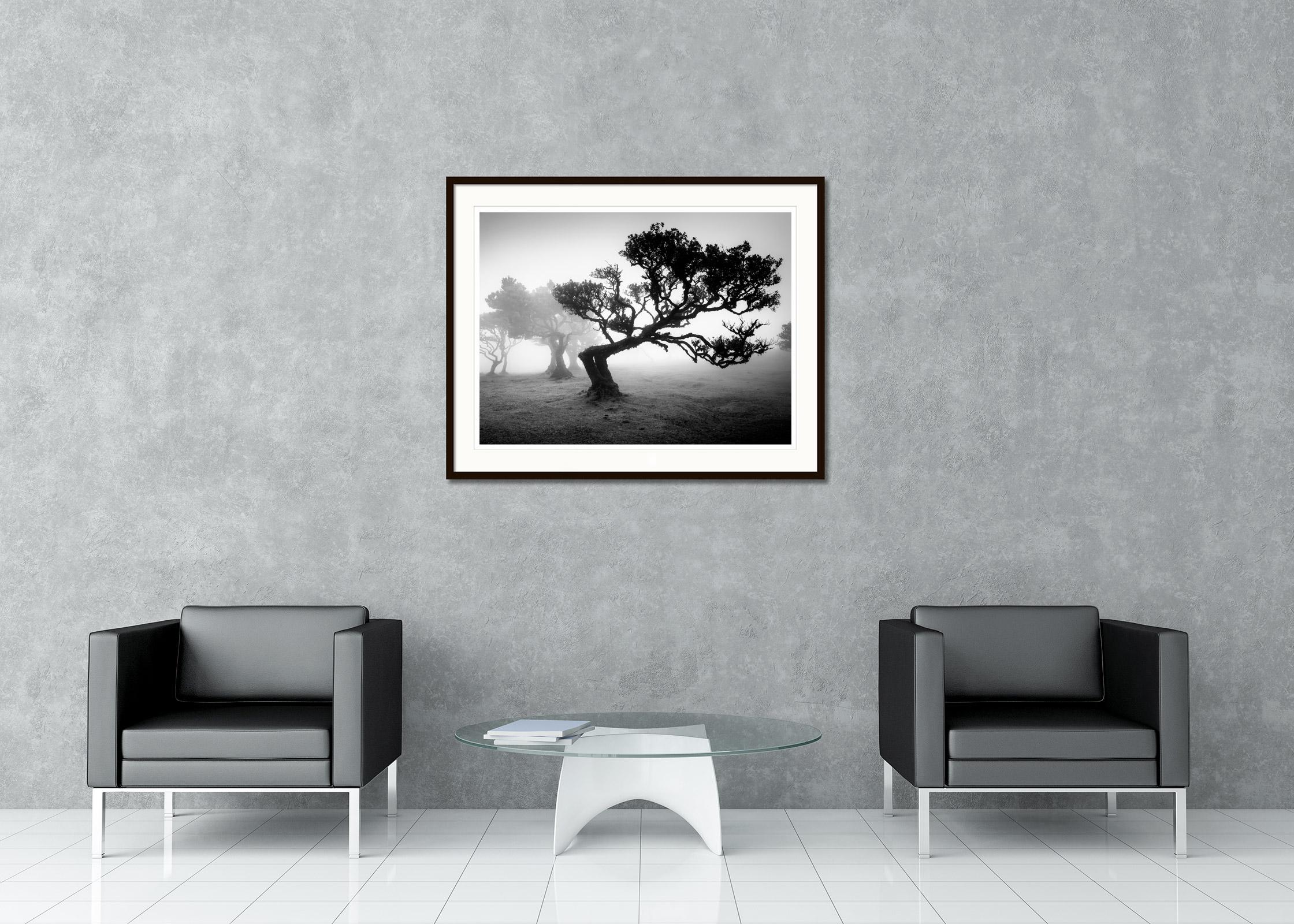 Black and white fine art landscape photography print. Bent tree in fog in the fairy forest on the island of Madeira, Portugal. Archival pigment ink print, edition of 5. Signed, titled, dated and numbered by artist. Certificate of authenticity