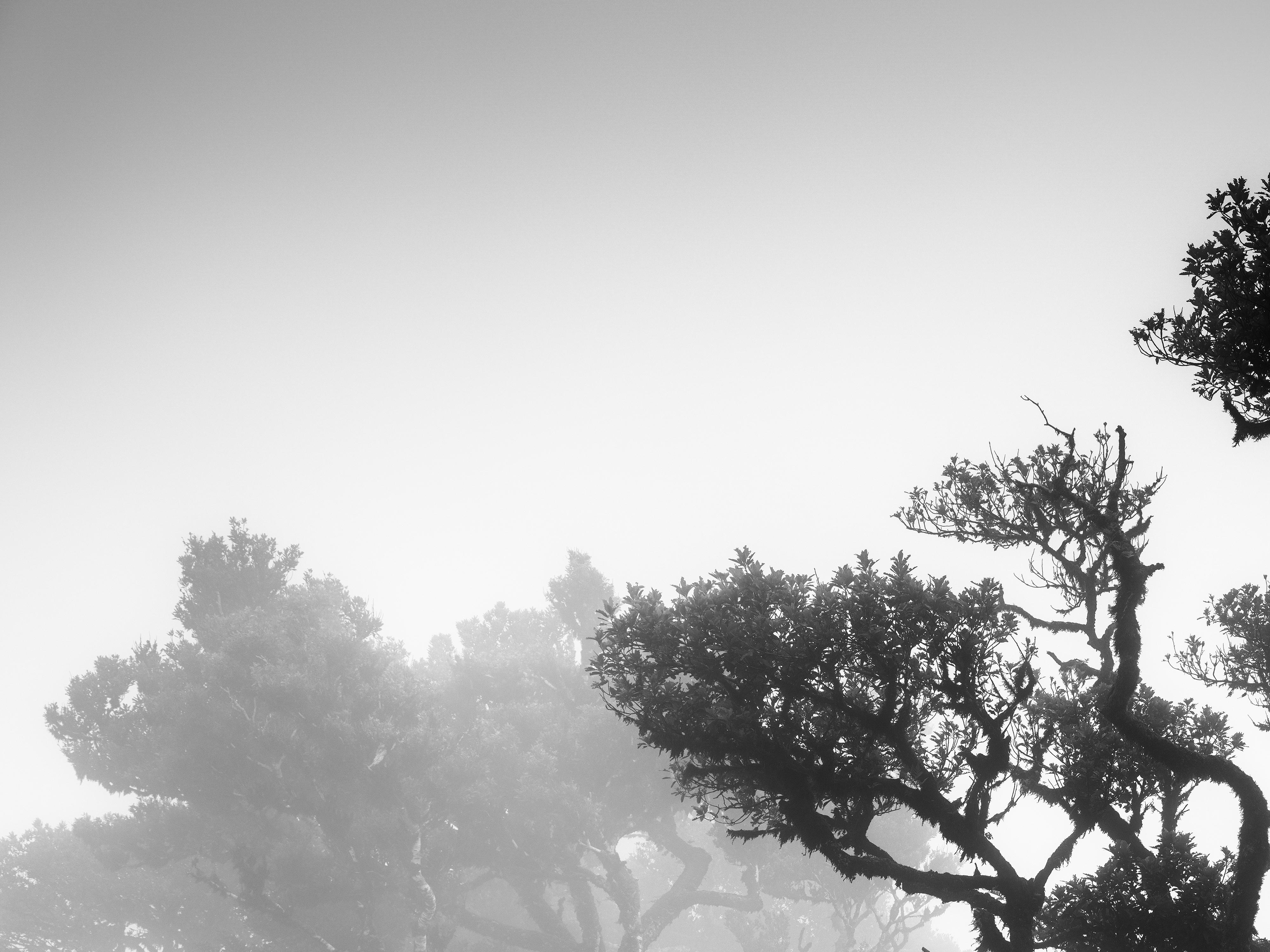 Antiker Laurisilva-Wälder, gebogener Baum, Schwarz-Weiß-Fotografie, Landschaft im Angebot 3