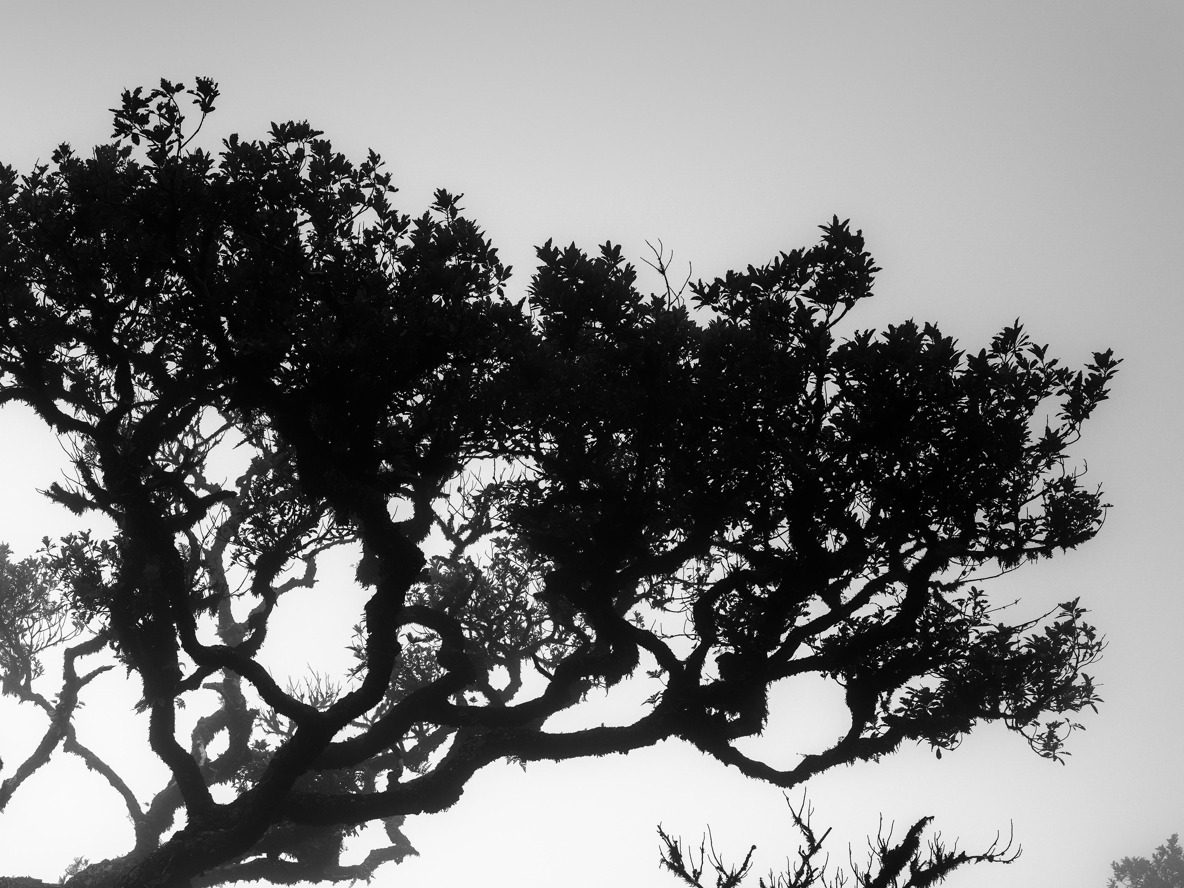 Ancient Laurisilva Forest, bent Tree, black and white photography, landscape For Sale 4