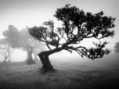 Ancient Laurisilva Forest bent tree misty black white landscape art photography
