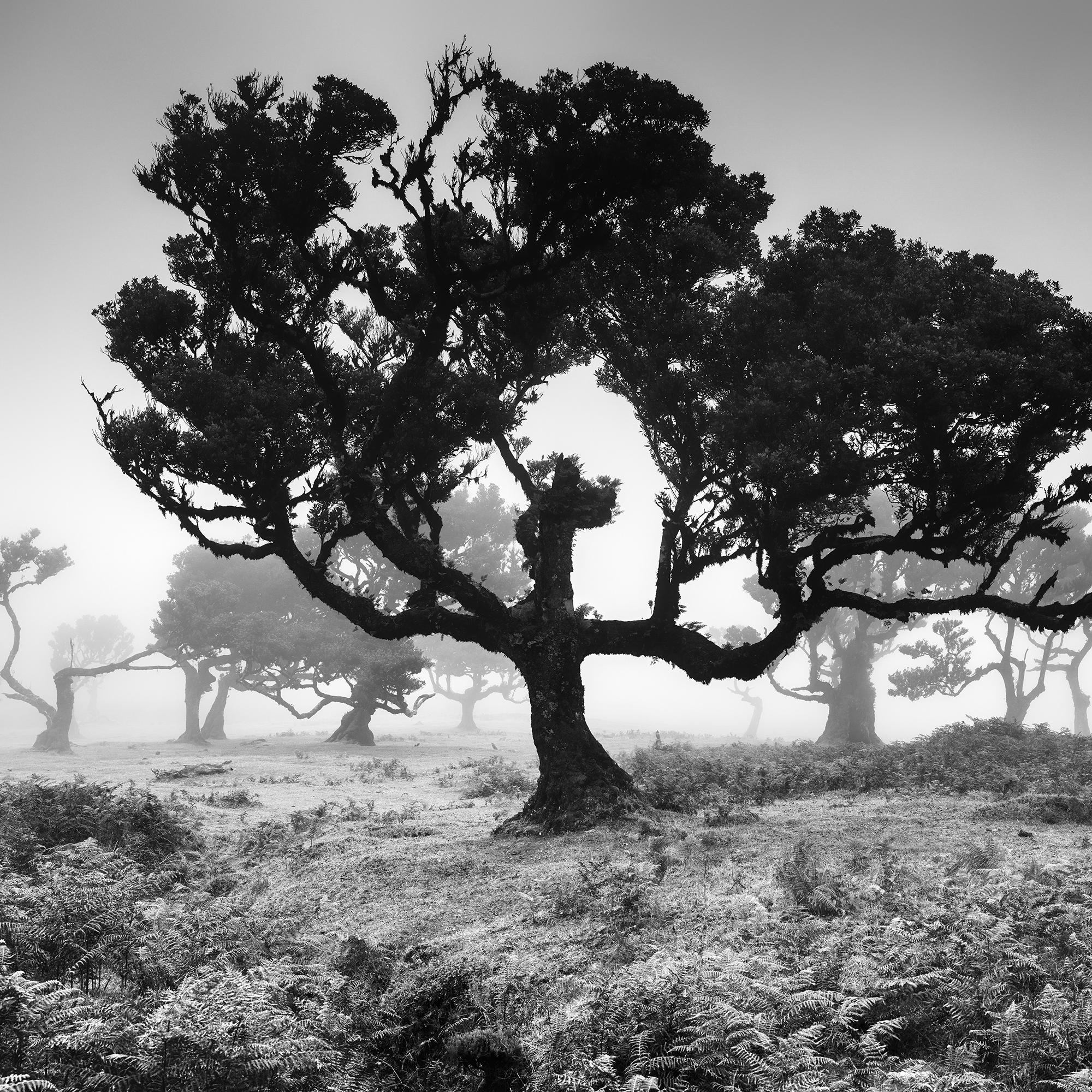 Ancienne Black Forest, arbre, photographie en noir et blanc, édition limitée en vente 5