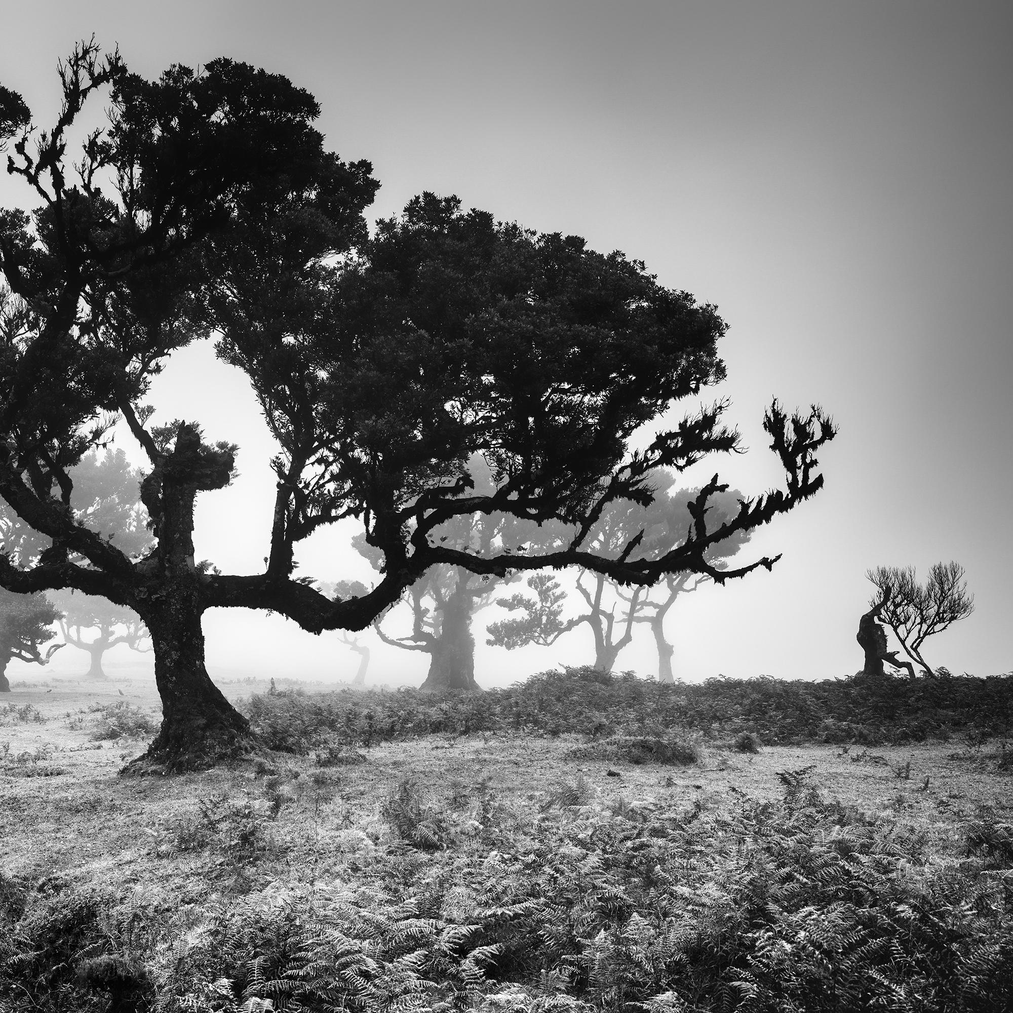 Ancienne Black Forest, arbre, photographie en noir et blanc, édition limitée en vente 6
