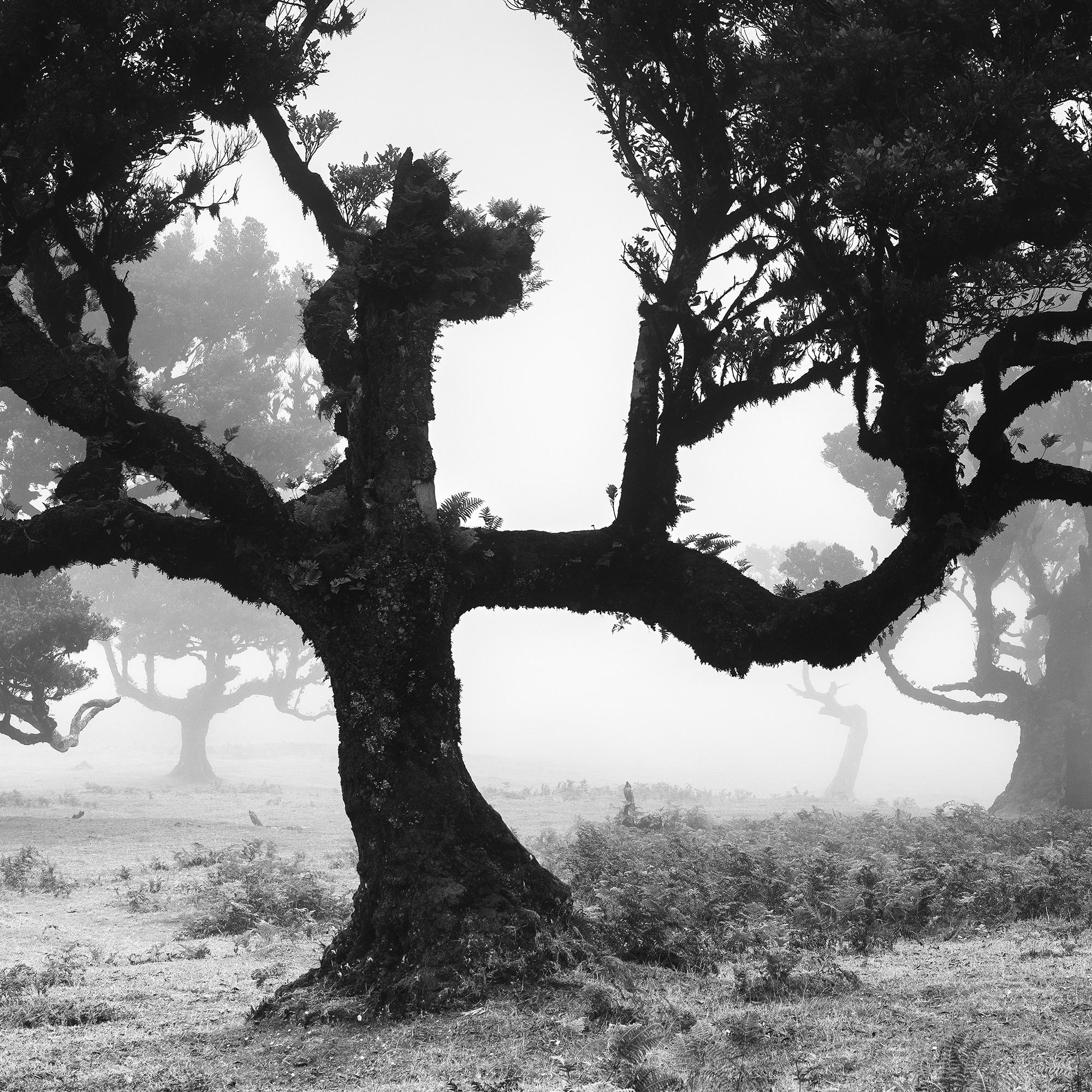 Ancienne Black Forest, arbre, photographie en noir et blanc, édition limitée en vente 7