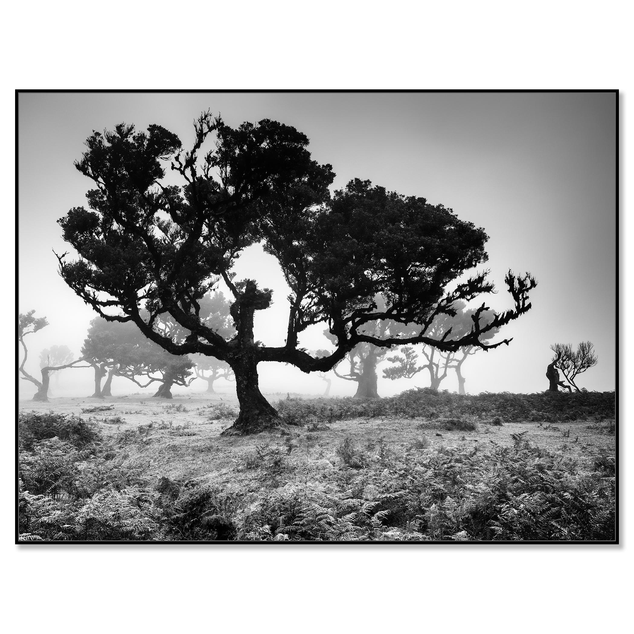 Ancienne Black Forest, arbre, photographie en noir et blanc, édition limitée - Photograph de Gerald Berghammer