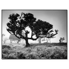Ancient Laurisilva Forest Tree, Limited Edition Black and White Photograph