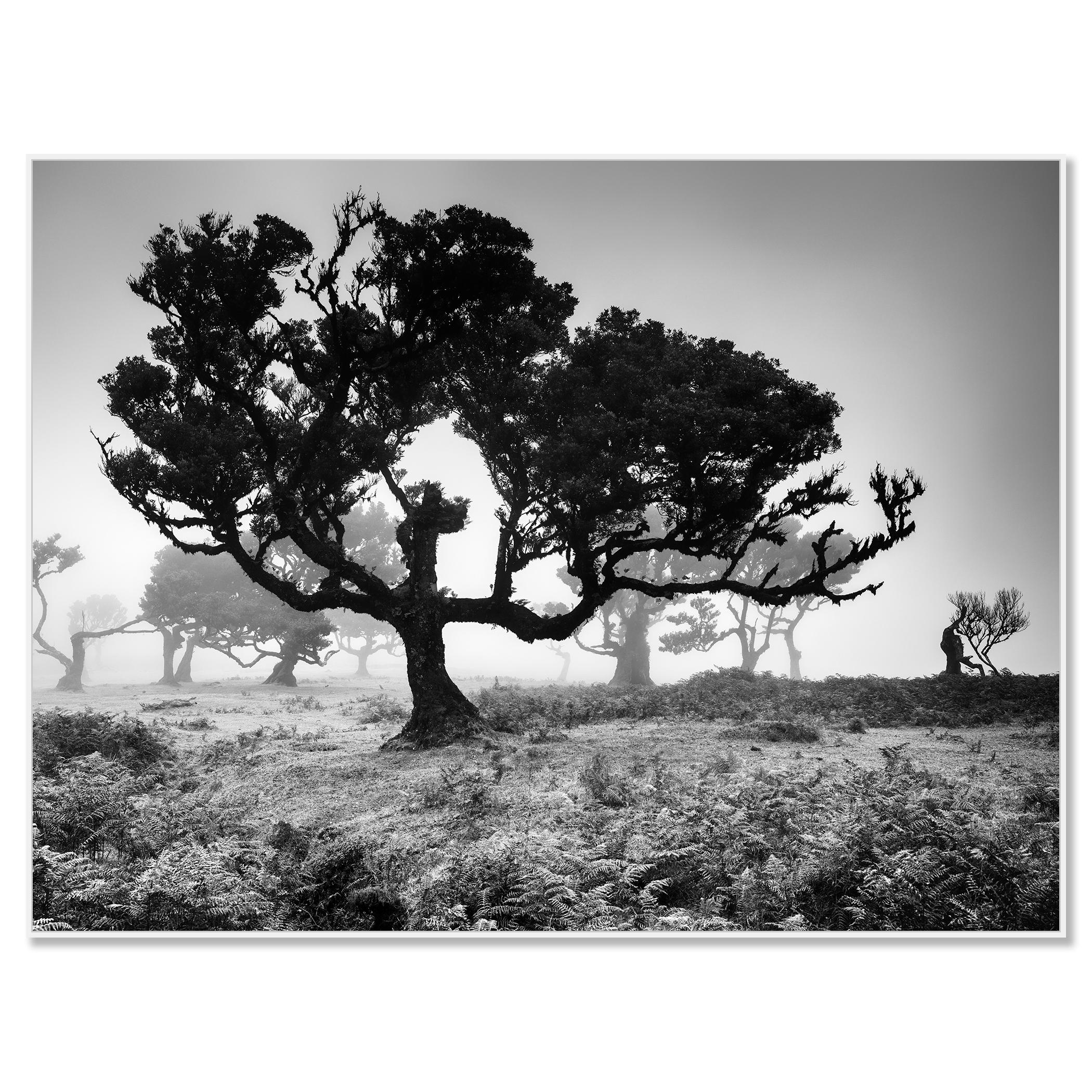 Ancienne Black Forest, arbre, photographie en noir et blanc, édition limitée - Contemporain Photograph par Gerald Berghammer