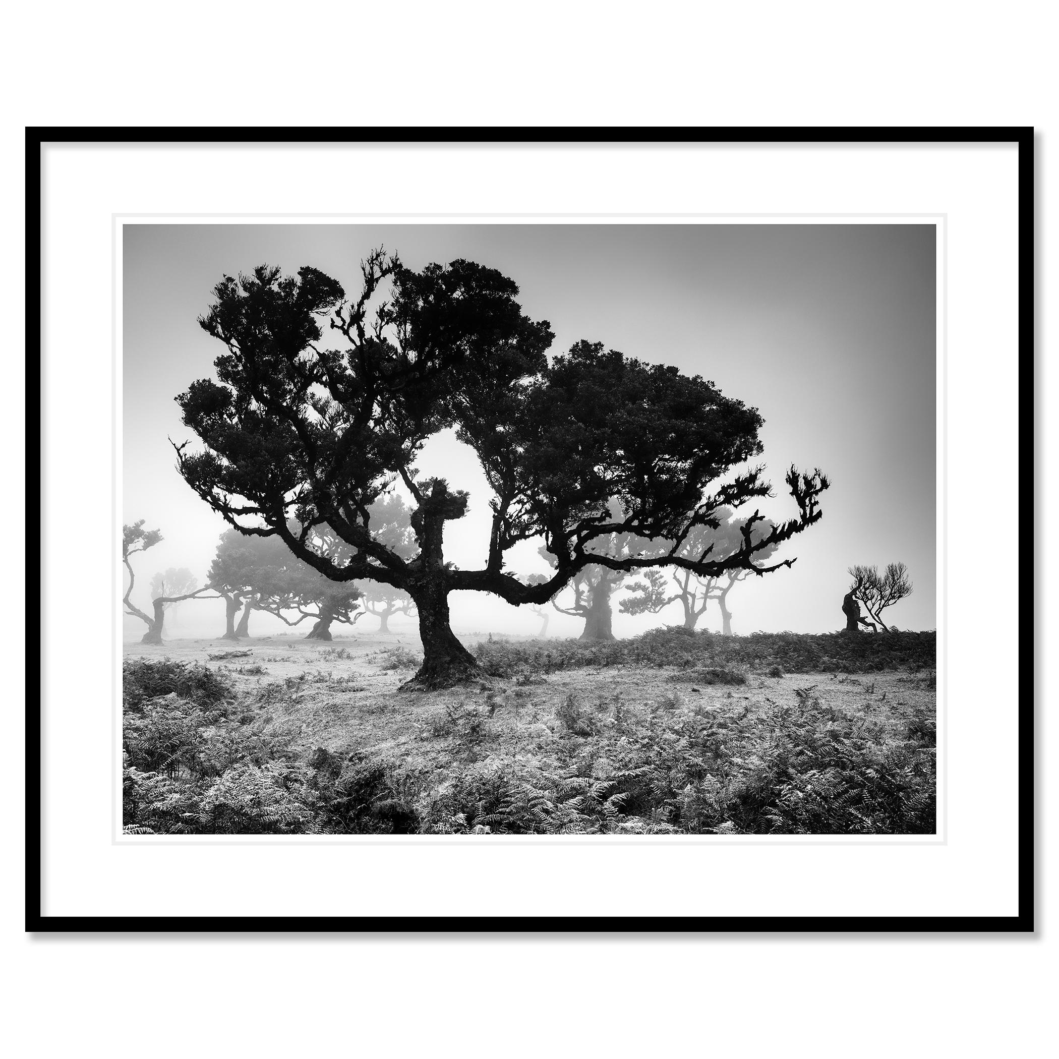 Photographie d'art de paysage en noir et blanc. Vieux arbres dans la forêt des fées sur l'île mystique de Madère, Fanal, Portugal. Épreuve à l'encre pigmentaire d'archives, édition de 7 exemplaires. Signée, titrée, datée et numérotée par l'artiste.
