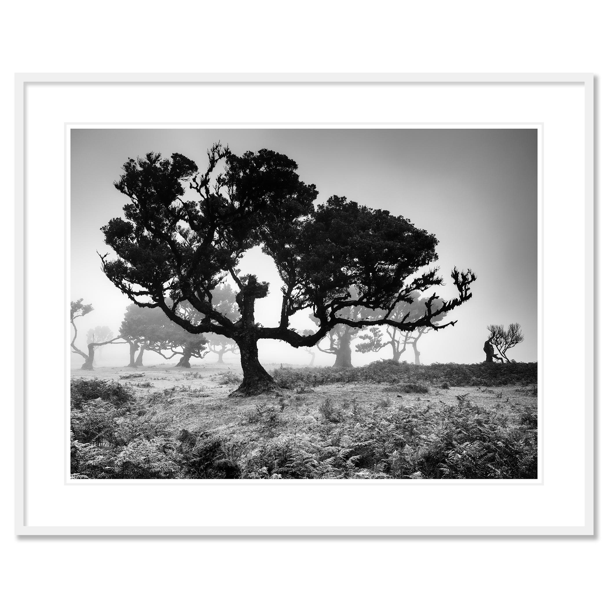 Ancienne Black Forest, arbre, photographie en noir et blanc, édition limitée en vente 1