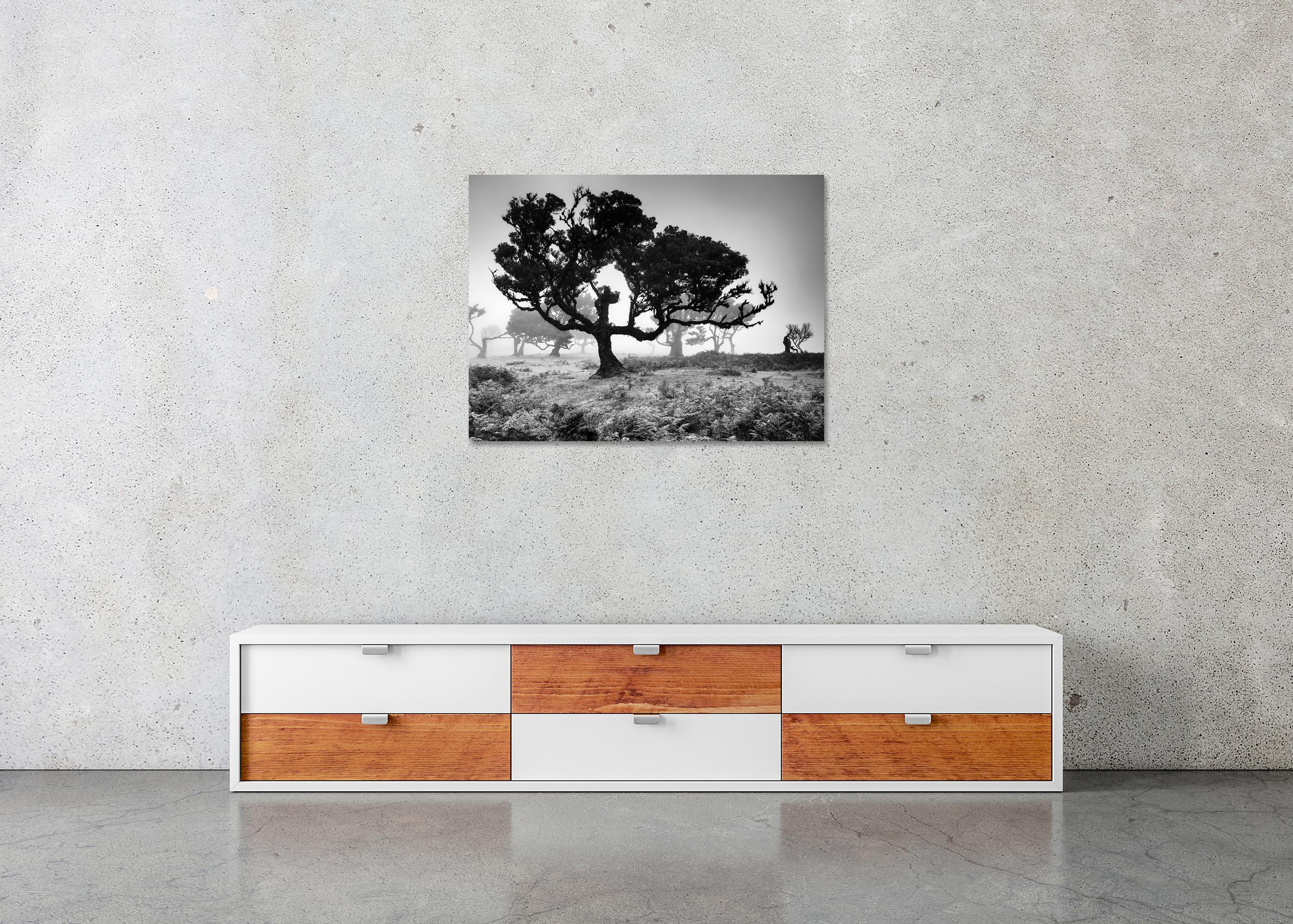 Ancienne Black Forest, arbre, photographie en noir et blanc, édition limitée en vente 4