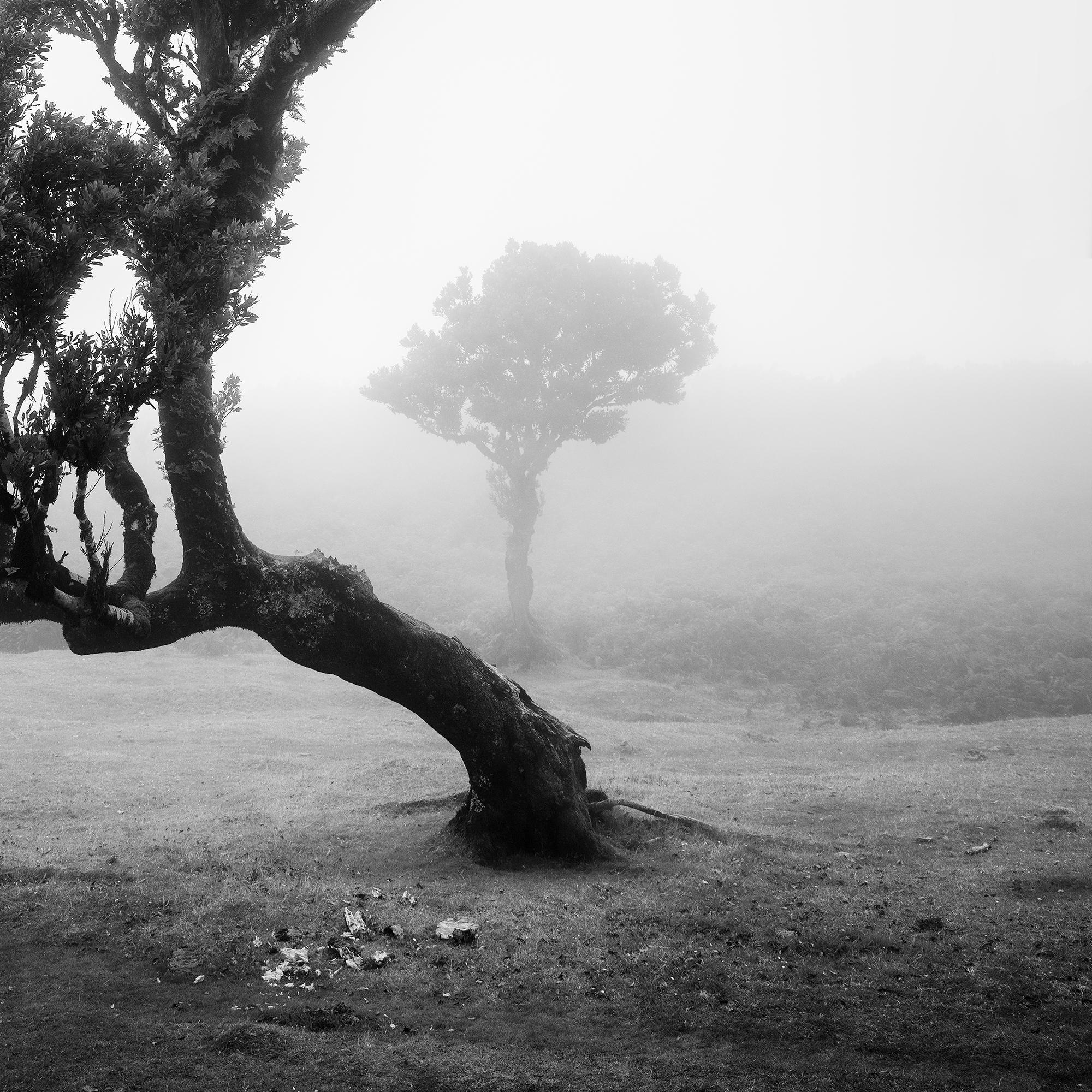 Bosque antiguo de Laurisilva, Árbol, niebla, paisaje en blanco y negro, fotografía en venta 6