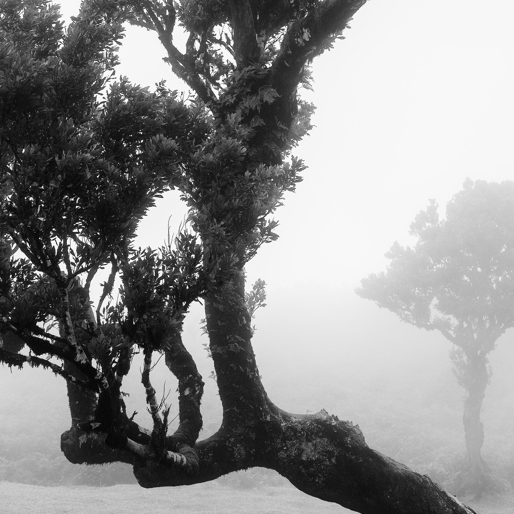 Bosque antiguo de Laurisilva, Árbol, niebla, paisaje en blanco y negro, fotografía en venta 7