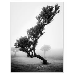 Ancient Laurisilva Forest, Tree, foggy, black and white landscape, photography