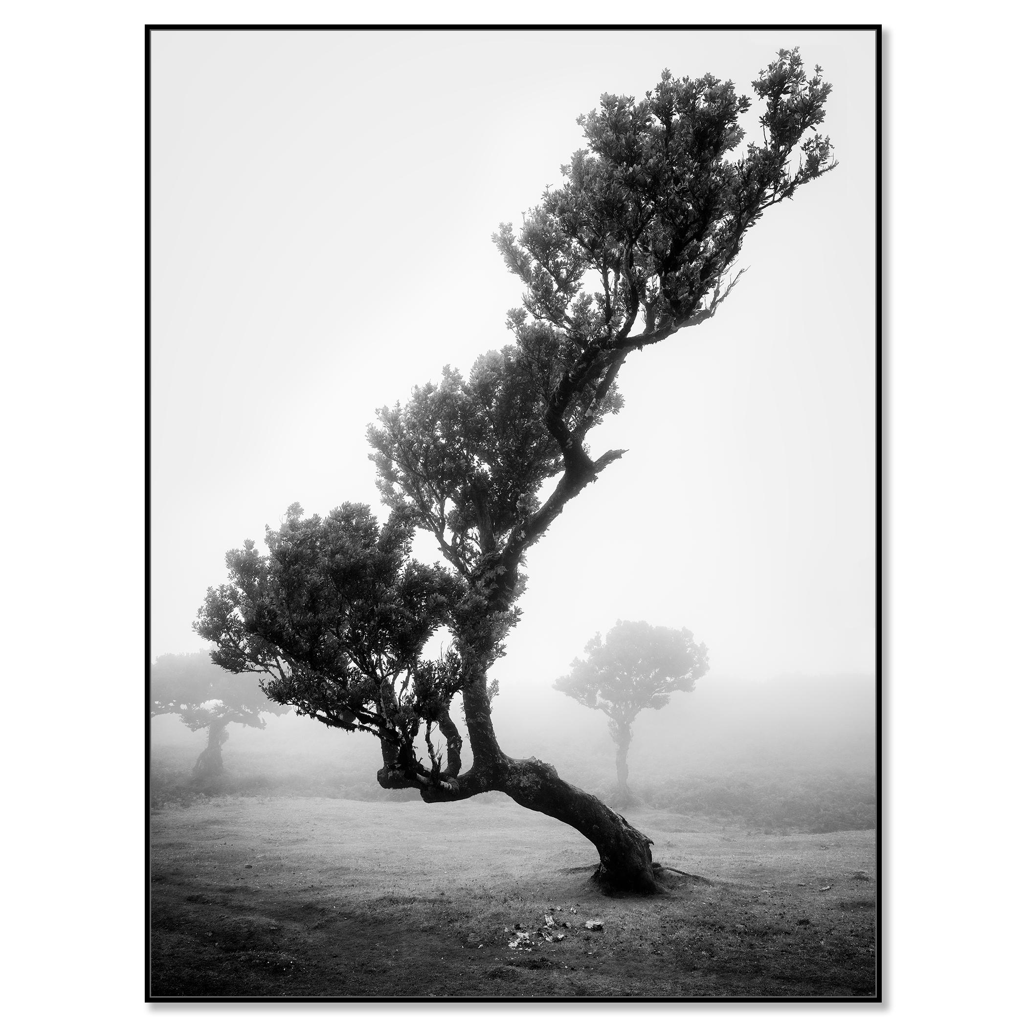 Bosque antiguo de Laurisilva, Árbol, niebla, paisaje en blanco y negro, fotografía - Photograph Contemporáneo de Gerald Berghammer
