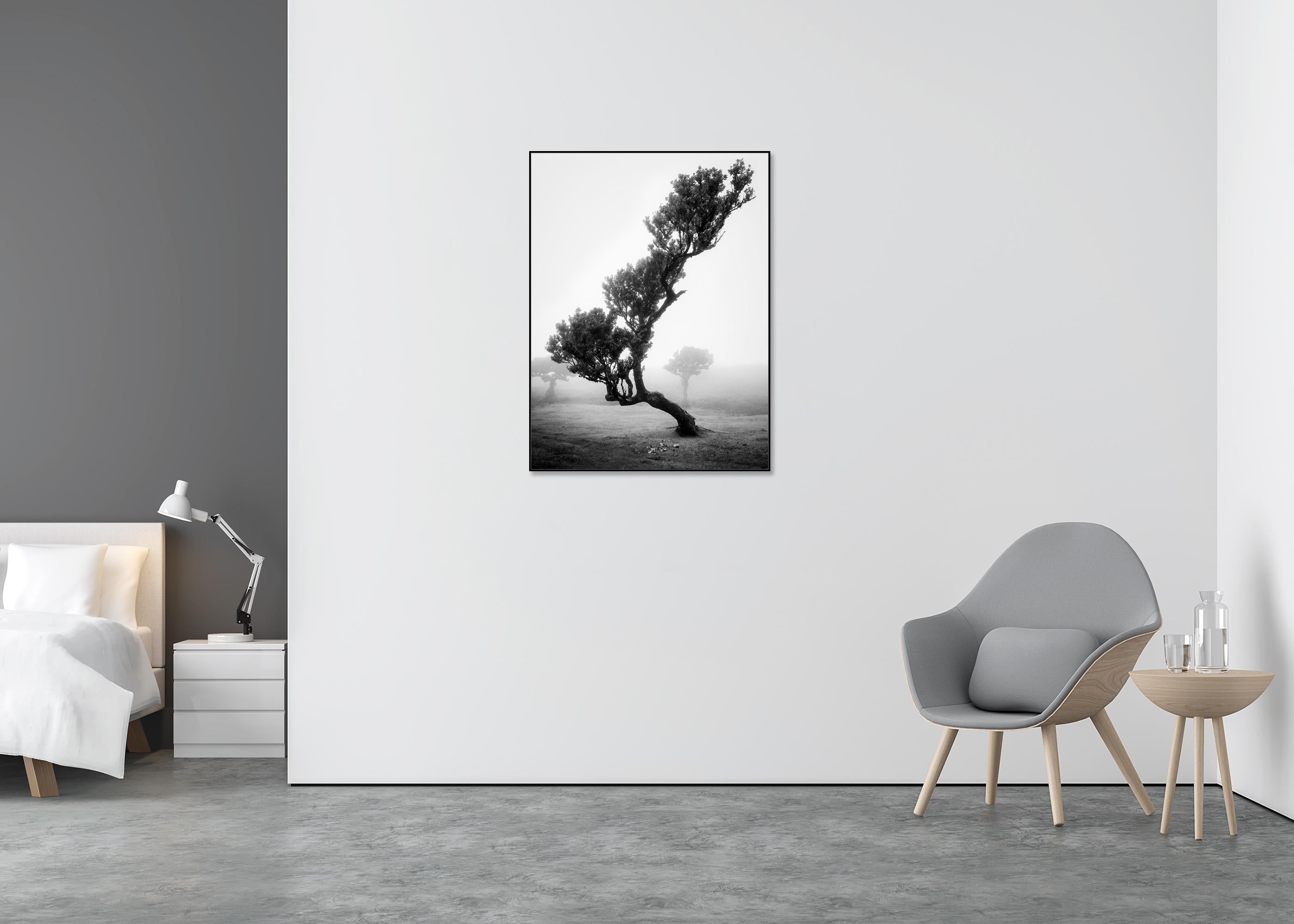 Bosque antiguo de Laurisilva, Árbol, niebla, paisaje en blanco y negro, fotografía - Color Photograph Gris de Gerald Berghammer