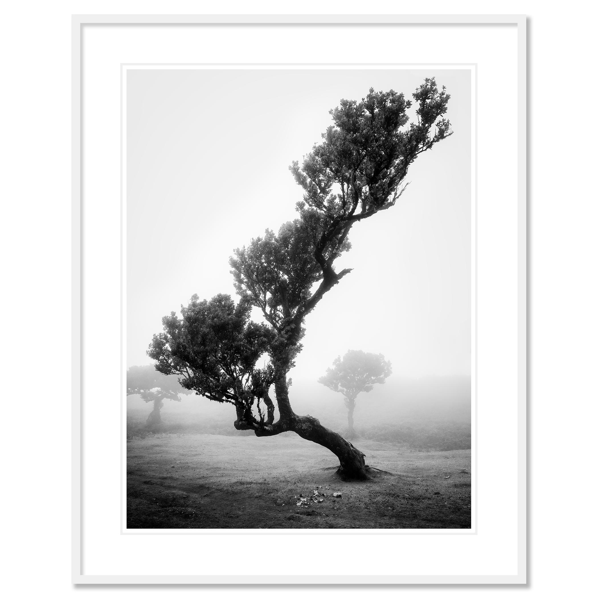 Fotografía artística de paisajes en blanco y negro. Viejo árbol Laurisilva en el bosque de las hadas en un ambiente místico de niebla, Fanal, Madeira, Portugal. Impresión con tinta de pigmento de archivo en una edición limitada de 5 ejemplares.