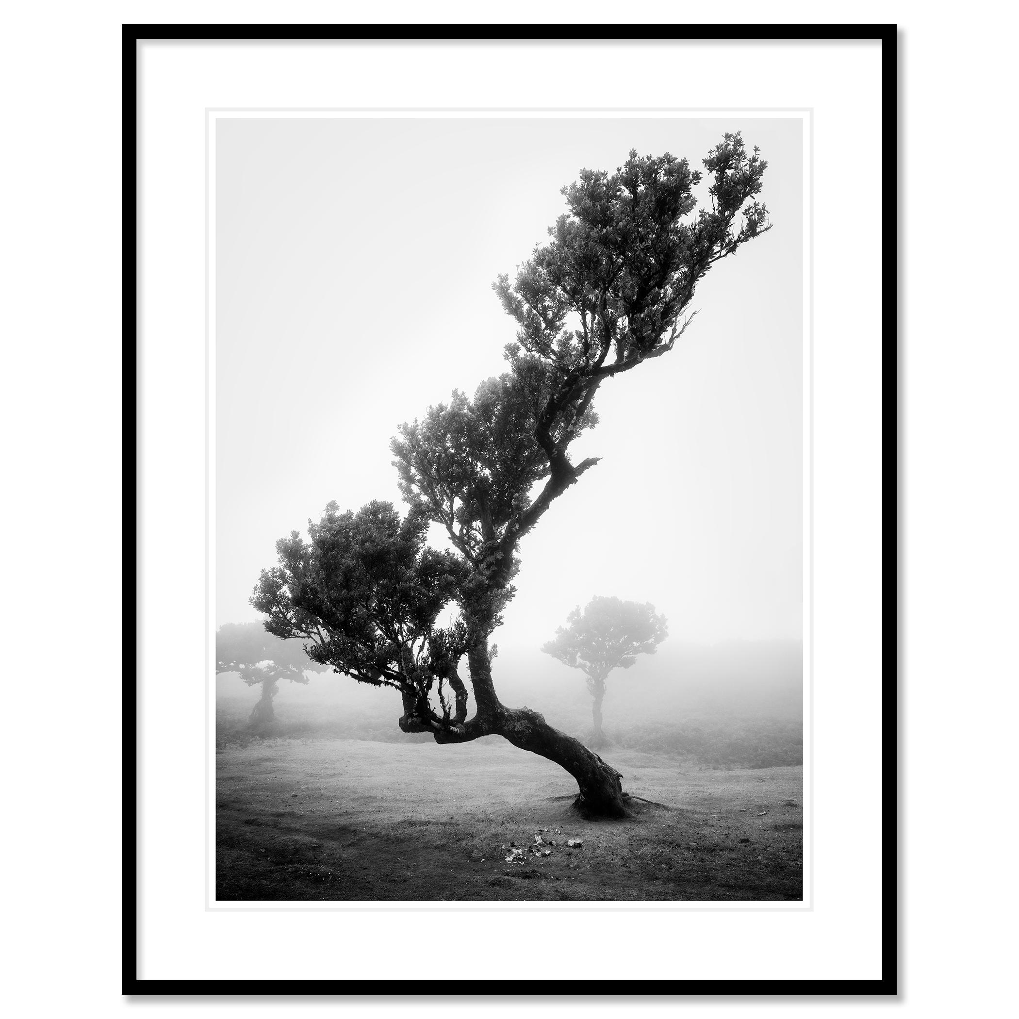 Bosque antiguo de Laurisilva, Árbol, niebla, paisaje en blanco y negro, fotografía en venta 1