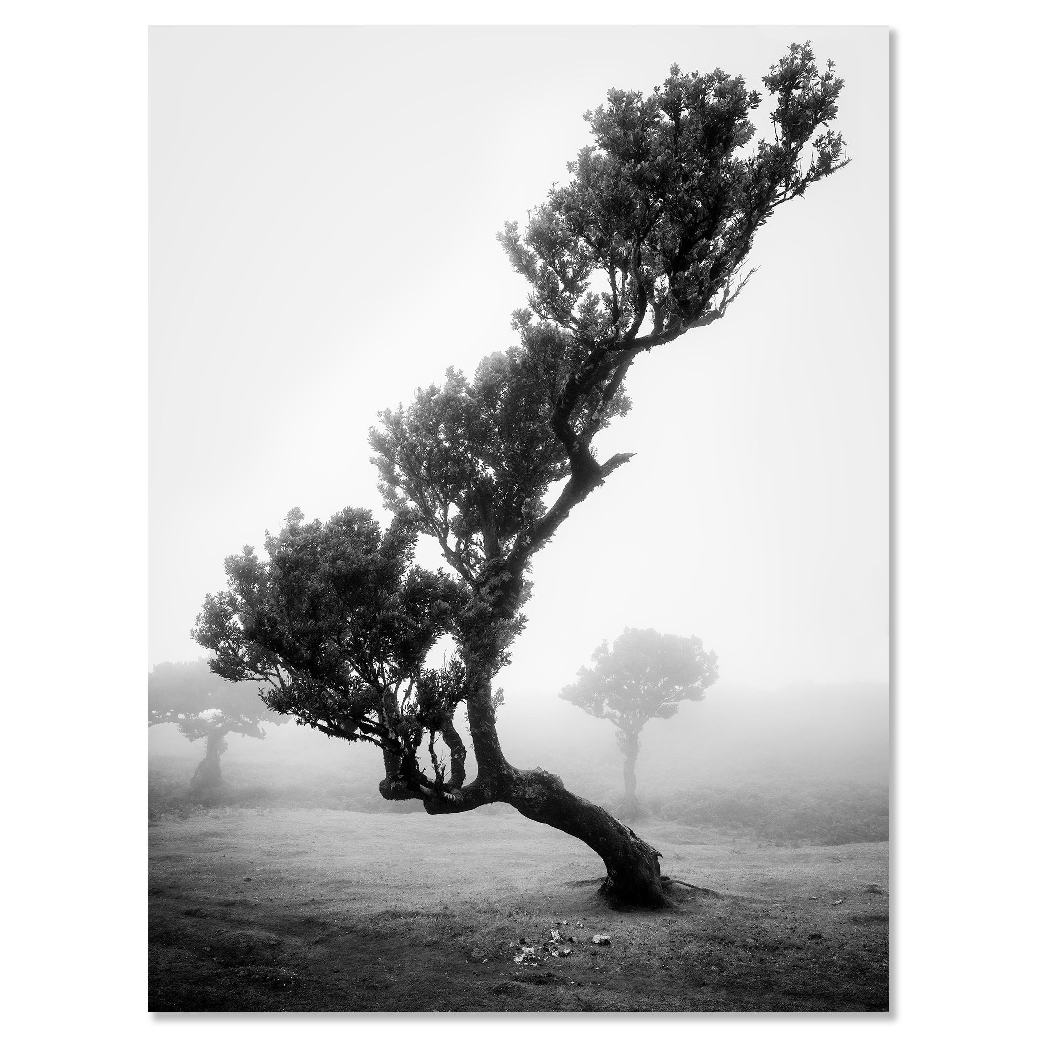 Bosque antiguo de Laurisilva, Árbol, niebla, paisaje en blanco y negro, fotografía en venta 3