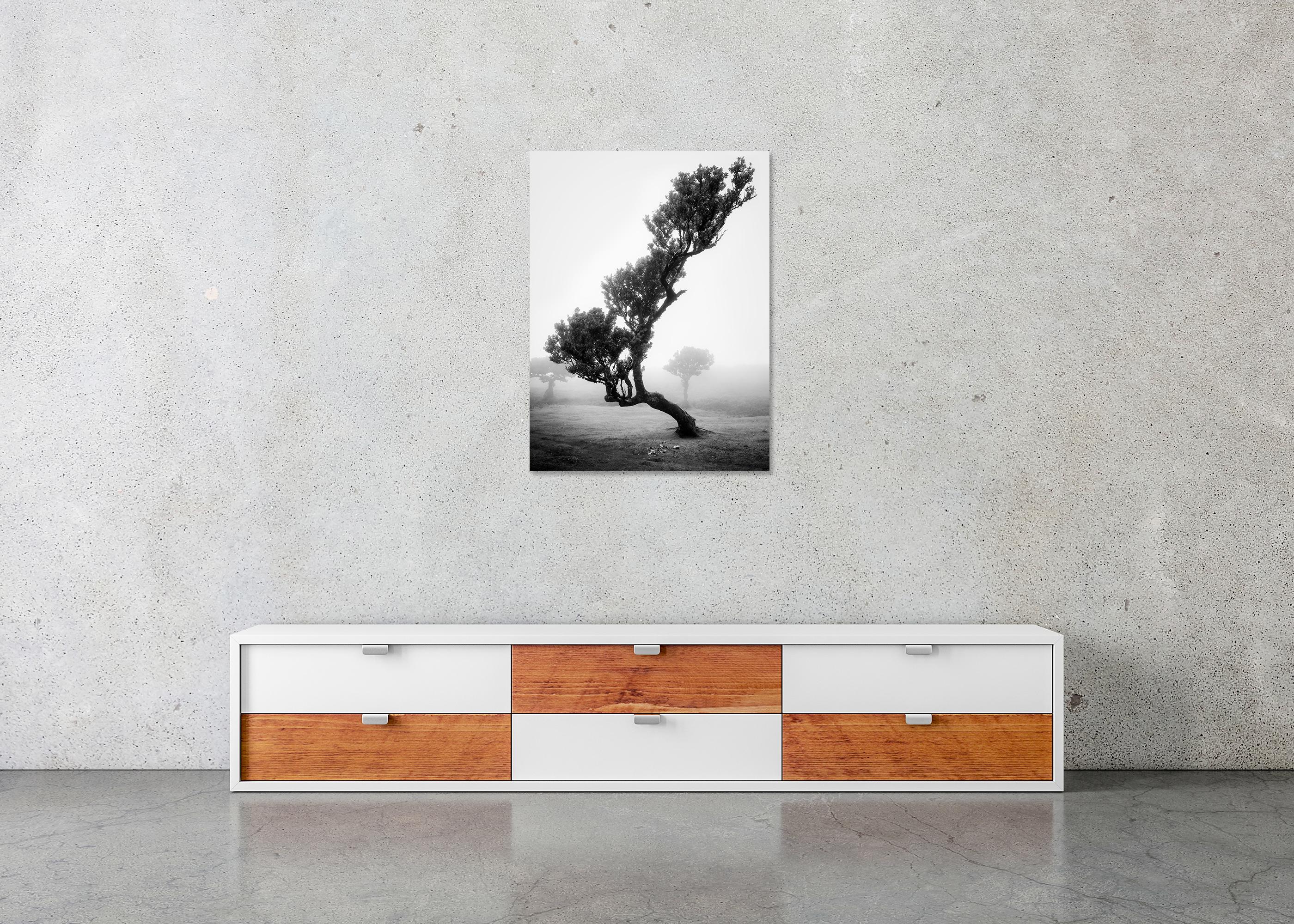 Bosque antiguo de Laurisilva, Árbol, niebla, paisaje en blanco y negro, fotografía en venta 4