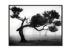 Ancient Laurisilva Forest, Tree, Madeira, momochrome photo, landscape, limited