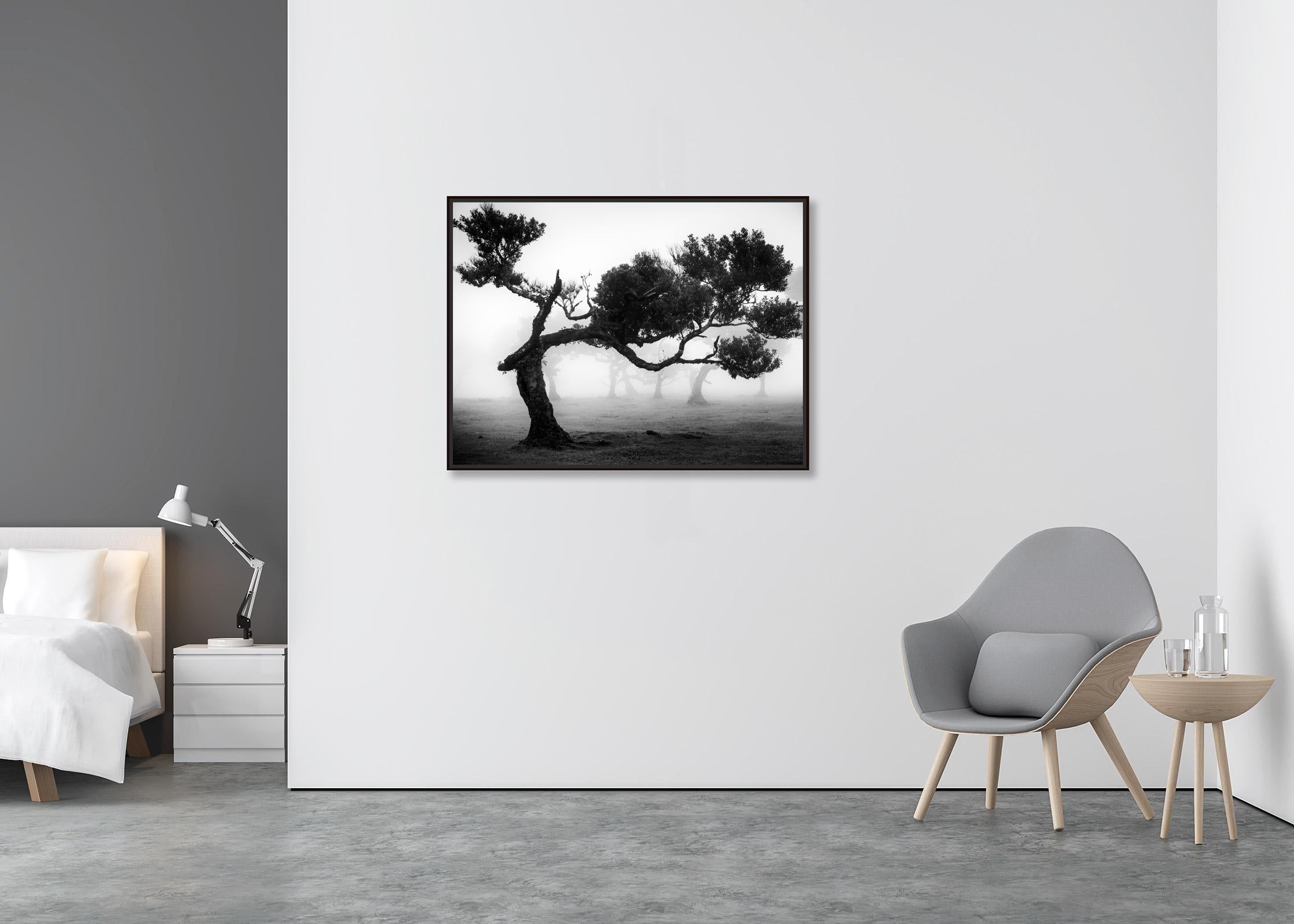 Antiker Laurisilva-Wälder, Baum, Madeira, motherochromes Foto, Landschaft, limitiert (Zeitgenössisch), Photograph, von Gerald Berghammer