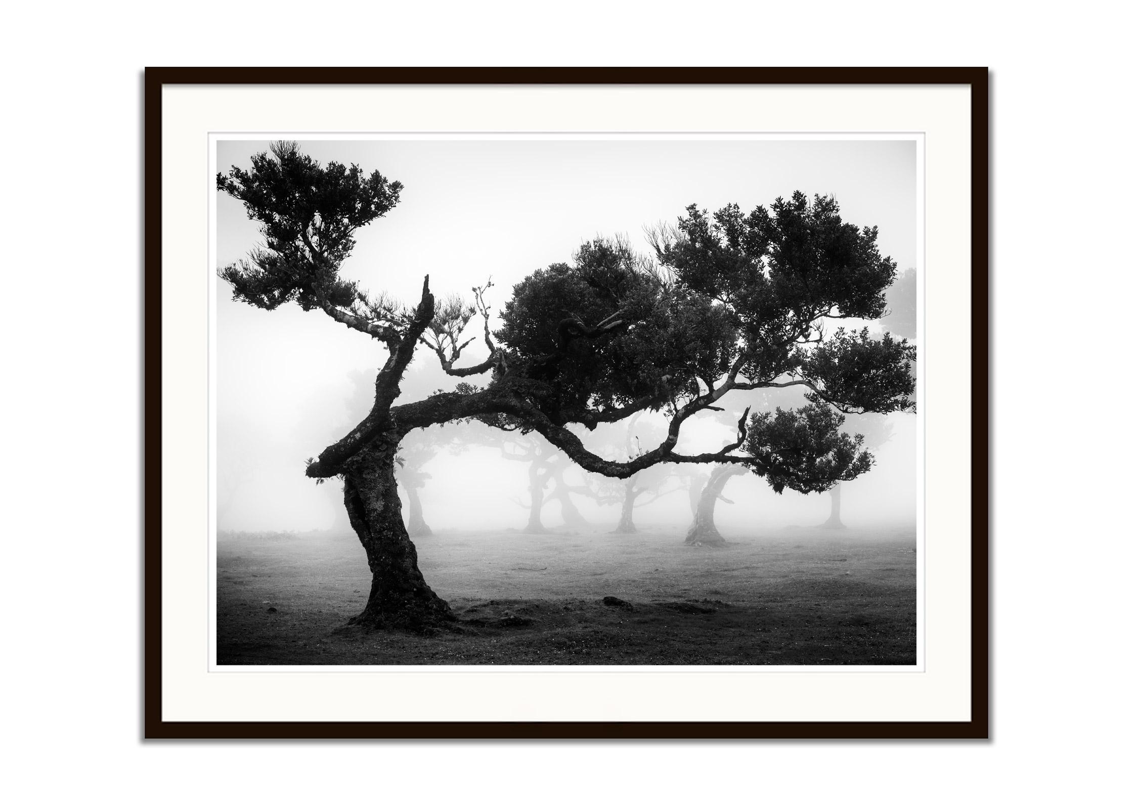 Black and white fine art landscape photography. Crooked tree in fairy forest in foggy mood, Fanal, Portugal. Archival pigment ink print as part of a limited edition of 7. All Gerald Berghammer prints are made to order in limited editions on