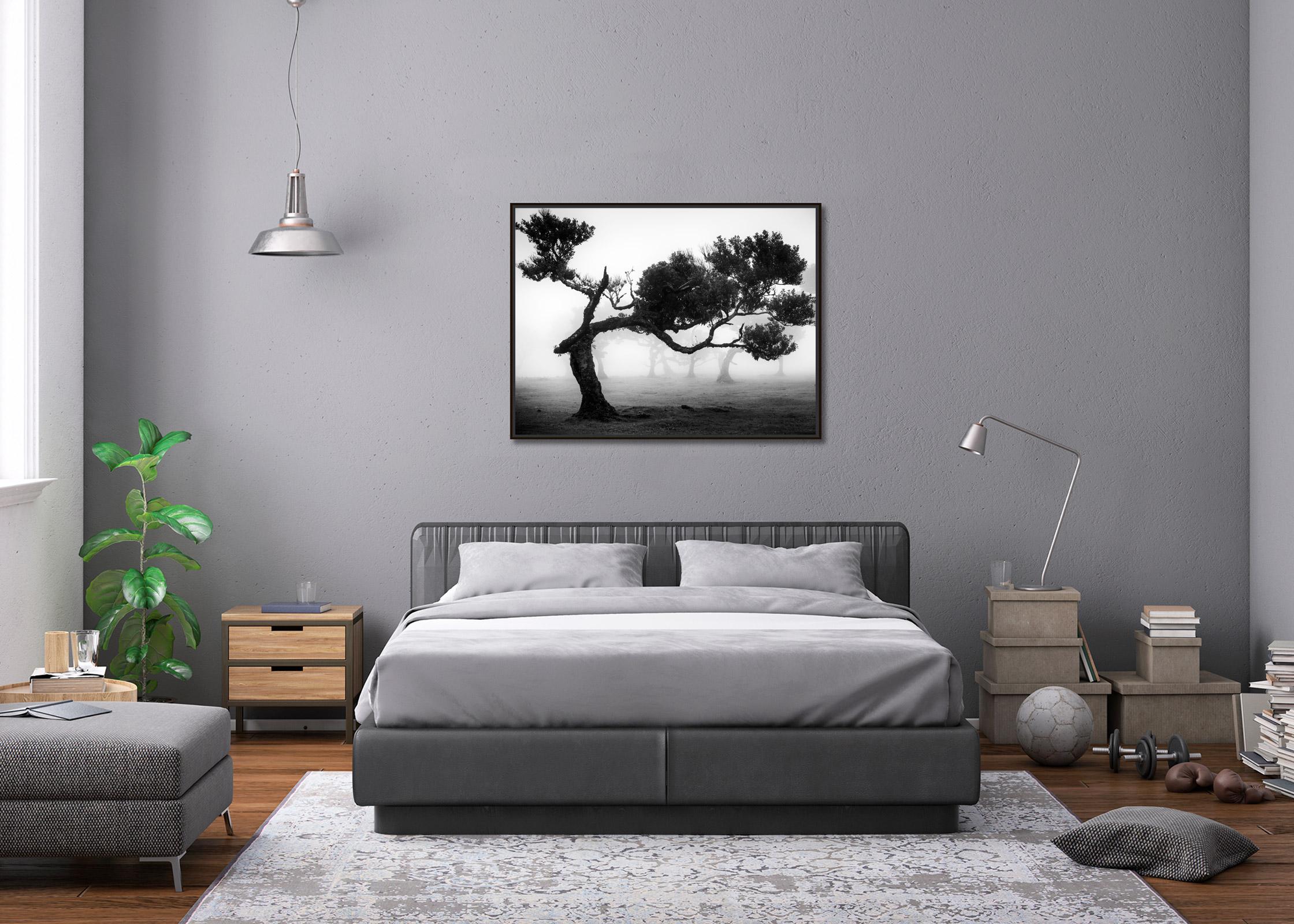 Antiker Laurisilva-Wälder, Baum, Madeira, motherochromes Foto, Landschaft, limitiert im Angebot 2
