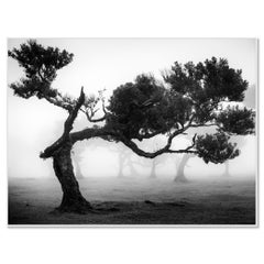 Ancient Laurisilva Forest Tree, Madeira, Limited Monochrome Landscape Photograph