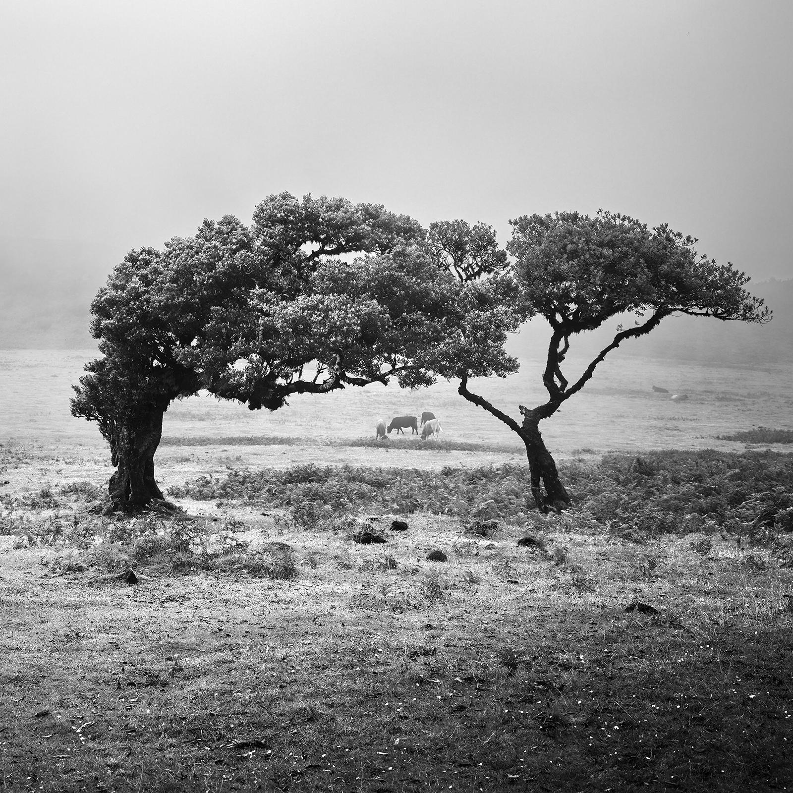 Antike Laurisilva-Wälder, Bäume, Kühe, Schwarz-Weiß-Landschaftsfotografie im Angebot 6