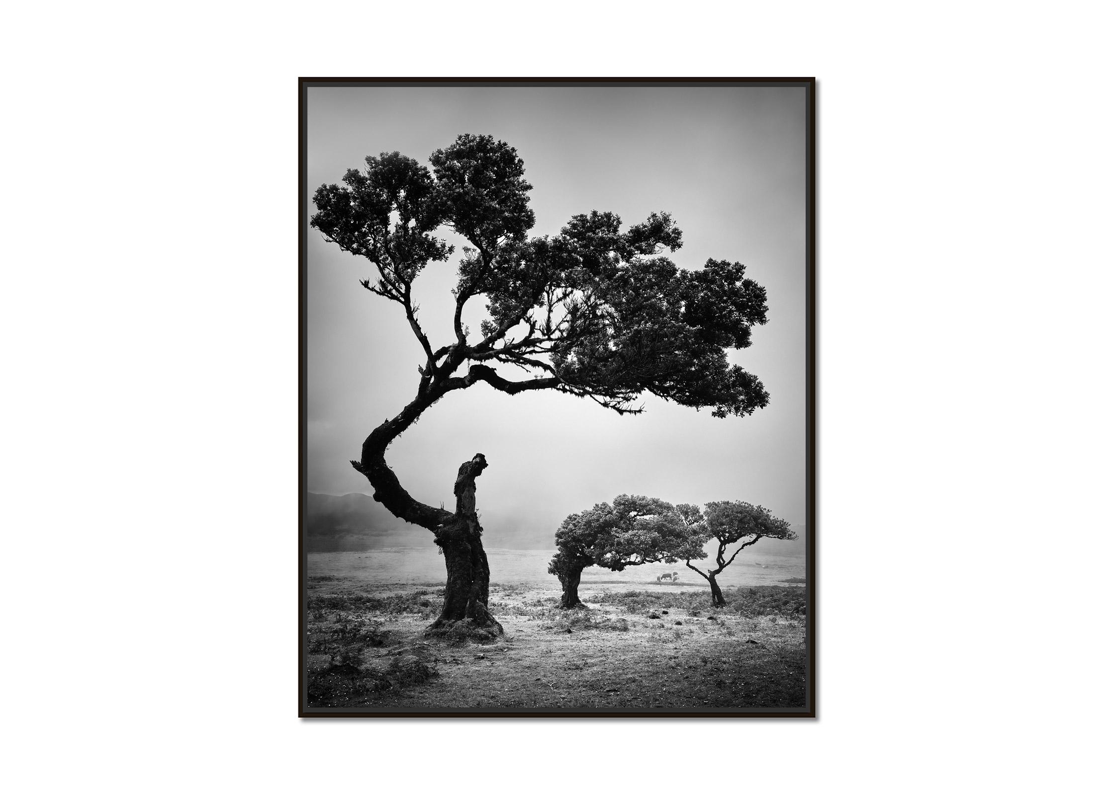 Antike Laurisilva-Wälder, Bäume, Kühe, Schwarz-Weiß-Landschaftsfotografie – Photograph von Gerald Berghammer