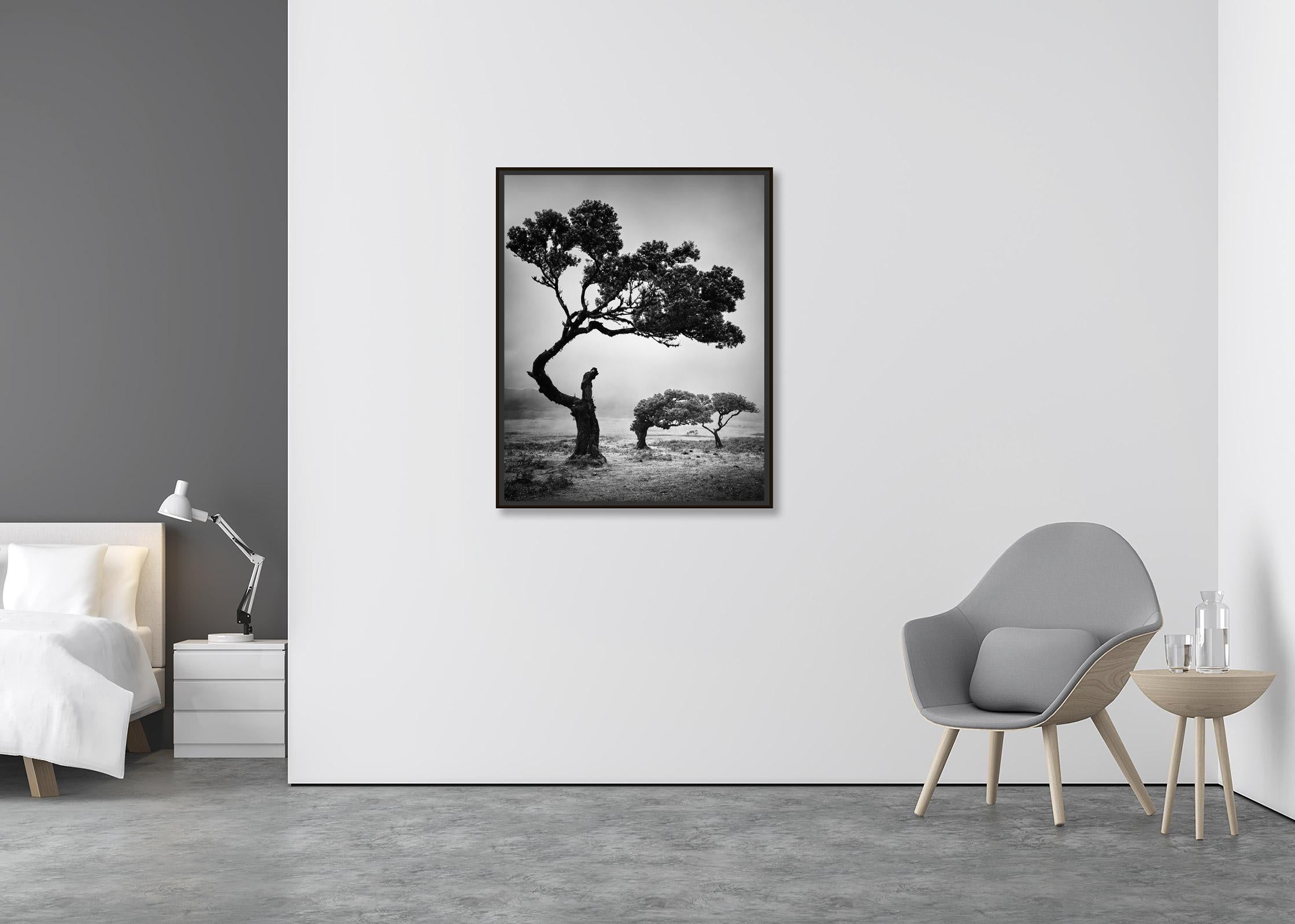 Antike Laurisilva-Wälder, Bäume, Kühe, Schwarz-Weiß-Landschaftsfotografie (Zeitgenössisch), Photograph, von Gerald Berghammer