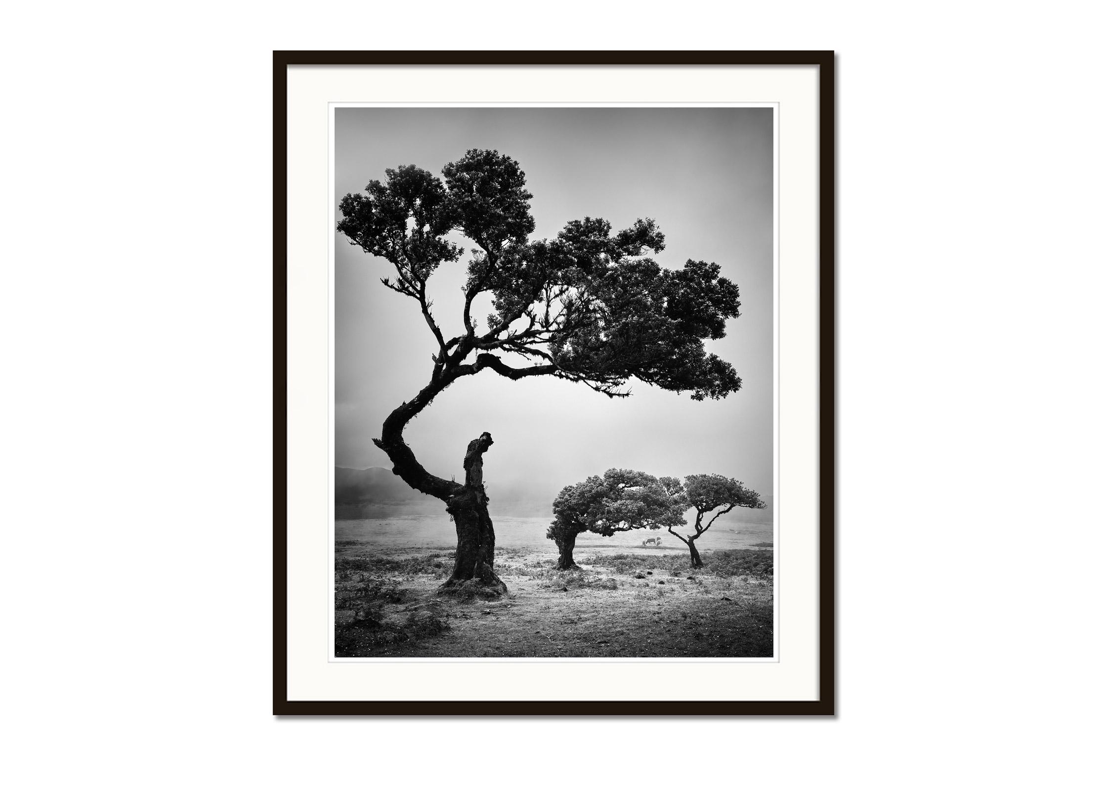 Black and white fine art landscape photography. Mystical forest with bent trees and cows in fog, Fanal, Madeira, Portugal. Archival pigment ink print, edition of 7. Signed, titled, dated and numbered by artist. Certificate of authenticity included.