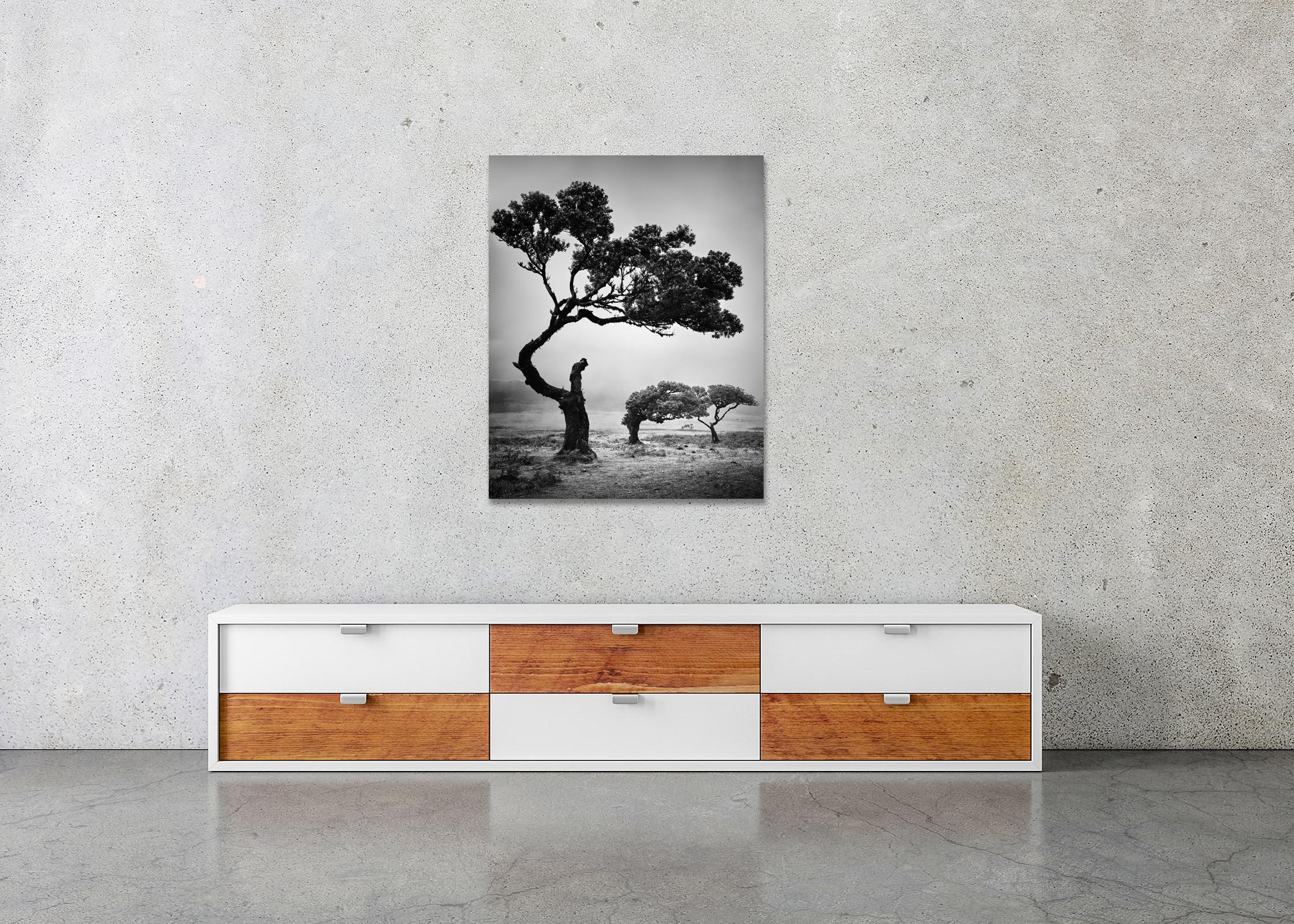 Ancient Laurisilva Forest, Trees, Cows, black and white landscape photography For Sale 2