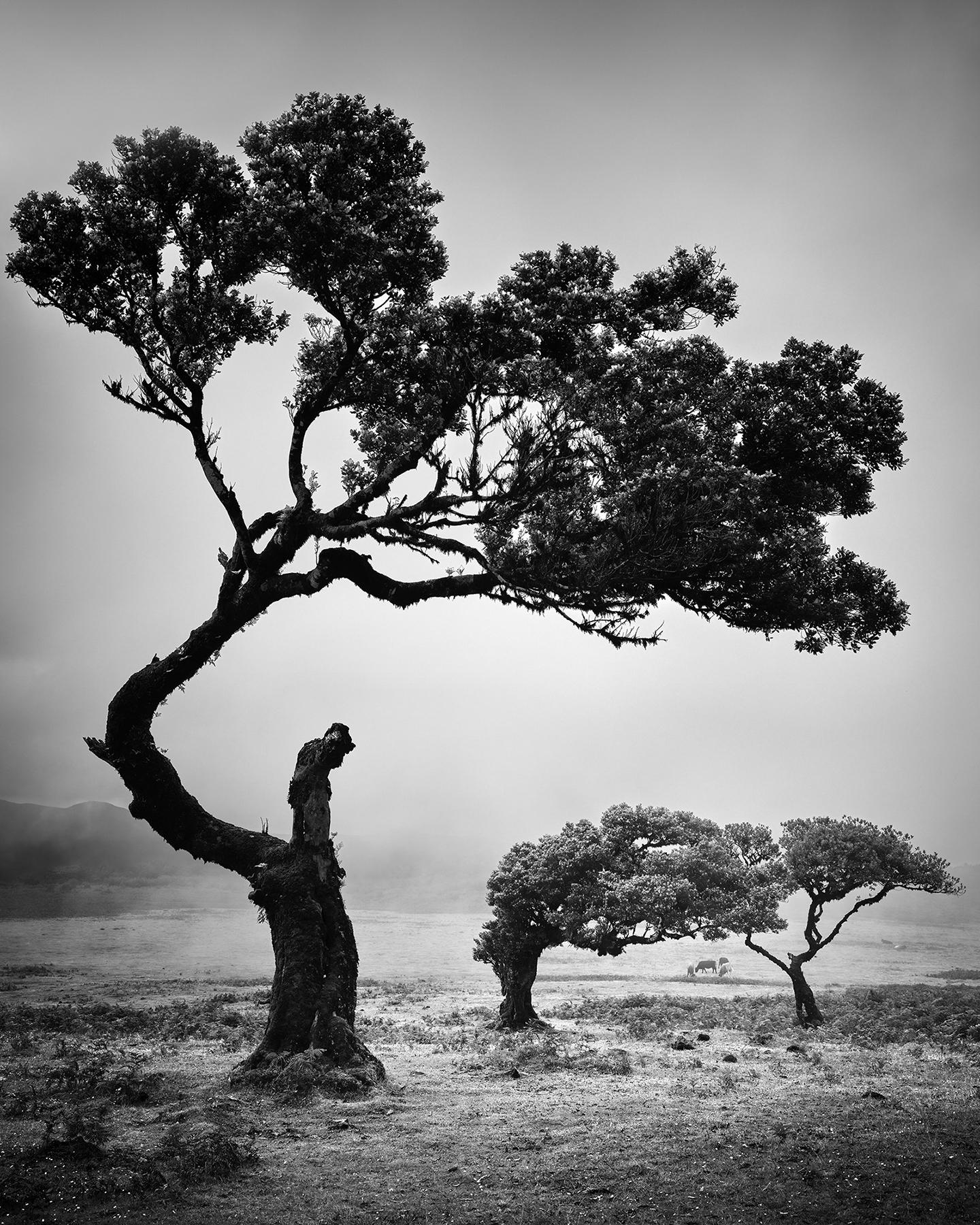 Gerald Berghammer Black and White Photograph – Antike Laurisilva-Wälder, Bäume, Kühe, Schwarz-Weiß-Landschaftsfotografie