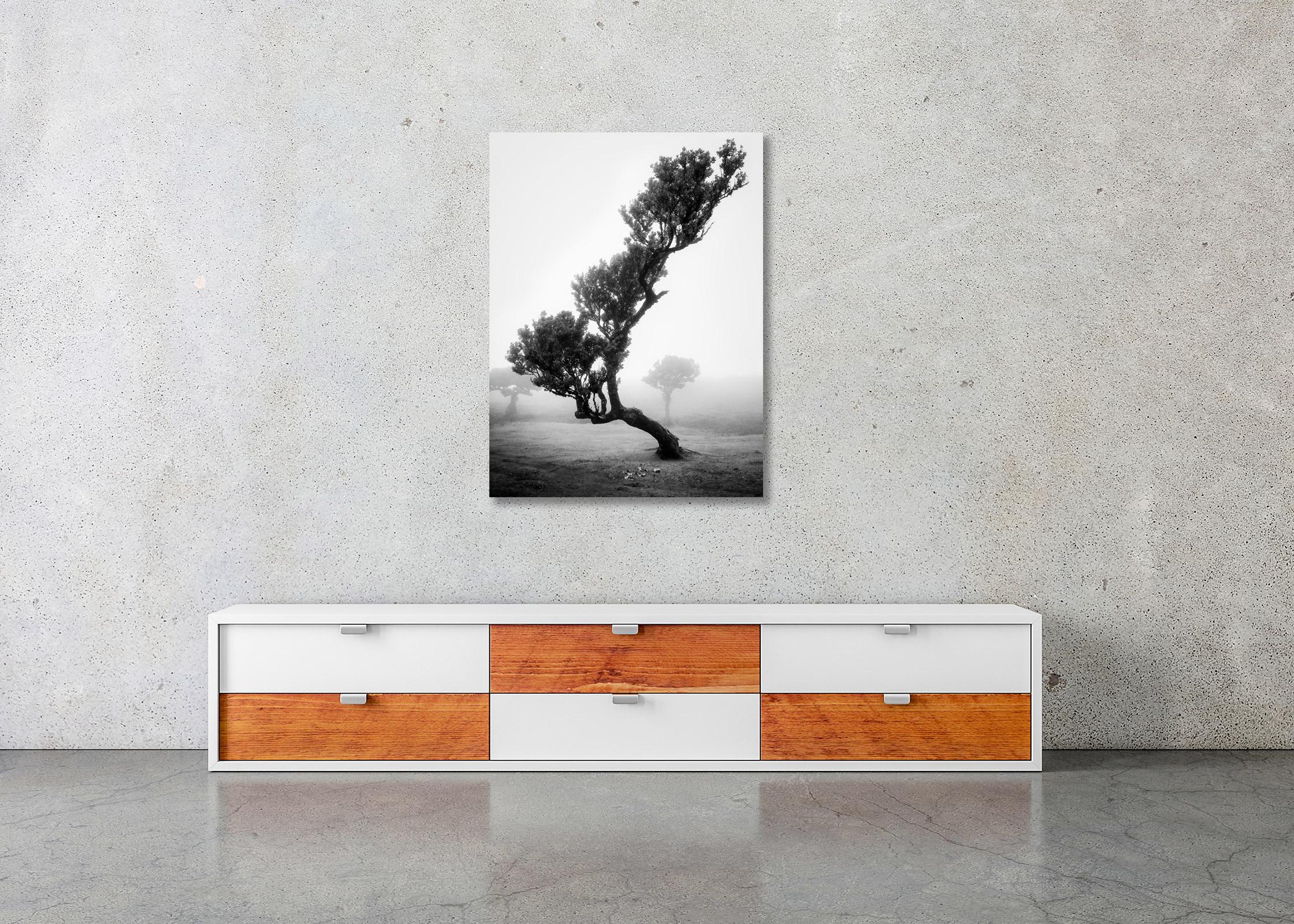 Ancient Laurisilva Forest, Tree, foggy, Madeira, black and white fine art photo For Sale 1