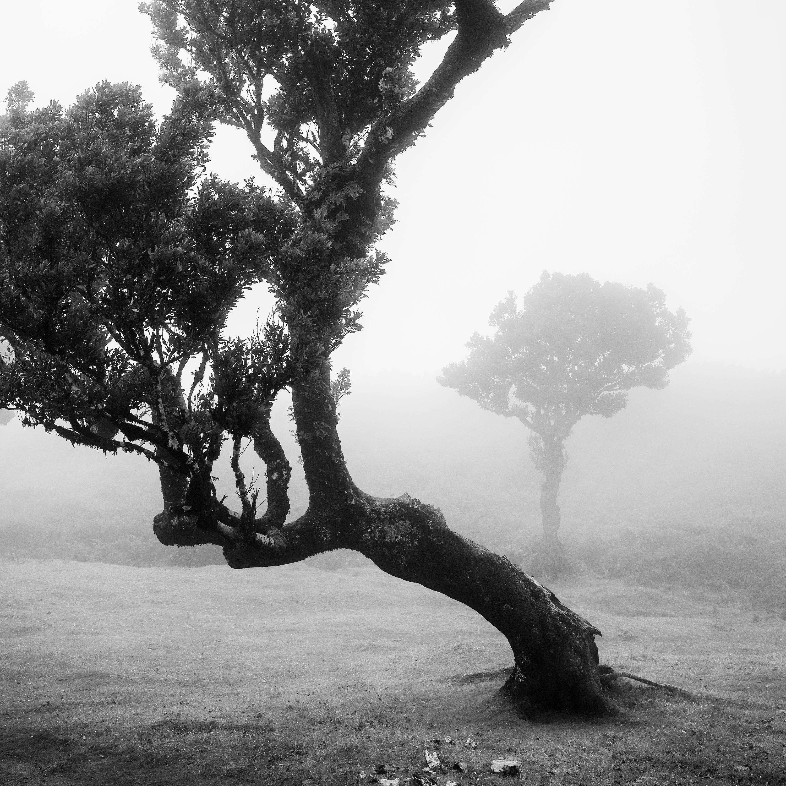 Ancient Laurisilva Forest, Tree, foggy, Madeira, black and white fine art photo For Sale 3